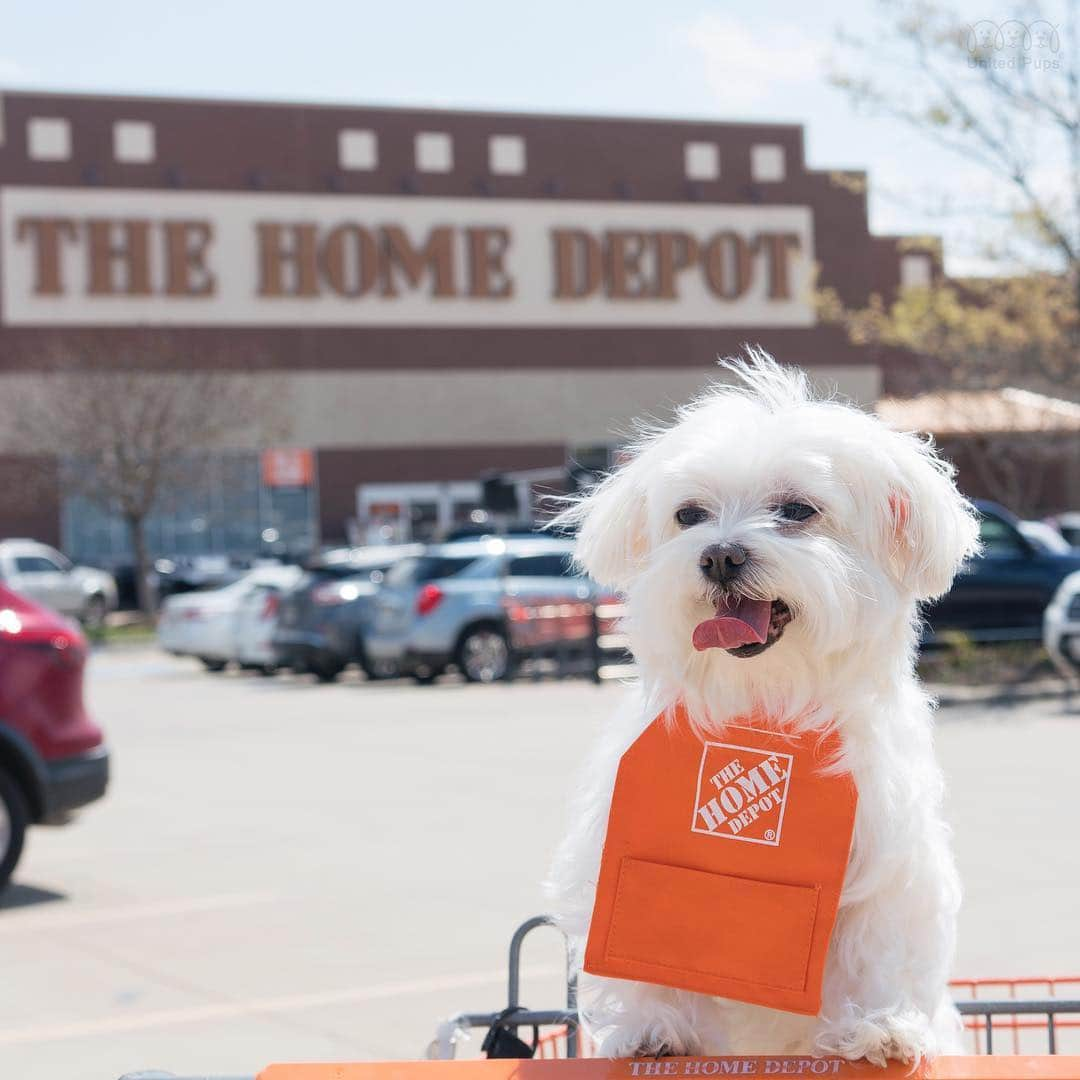 hi.arodさんのインスタグラム写真 - (hi.arodInstagram)「Service with a smile 😚 How can I help you today? #ilovemyjob ・・・・ @homedepot @homedepotcareers  #employeeofthemonth #happyemployees #happyemployee #homedepot #homedepotdog #ilovemyjob❤️ #myjobisawesome #dogfriendly #dogandlife #fluff #fluffywhitedog #fluffywhite #twodogs #twodogsarebetterthanone #dogsof #lifewithdog #bestfriends_dogs #thewaylifeshouldbe #wooftoday#ig_dogphoto #happydoghappylife#malteselifestyle#dogdays#dallasdogs #dogsoftexas#hiarod #arod #maltese #犬」3月26日 3時08分 - hi.arod