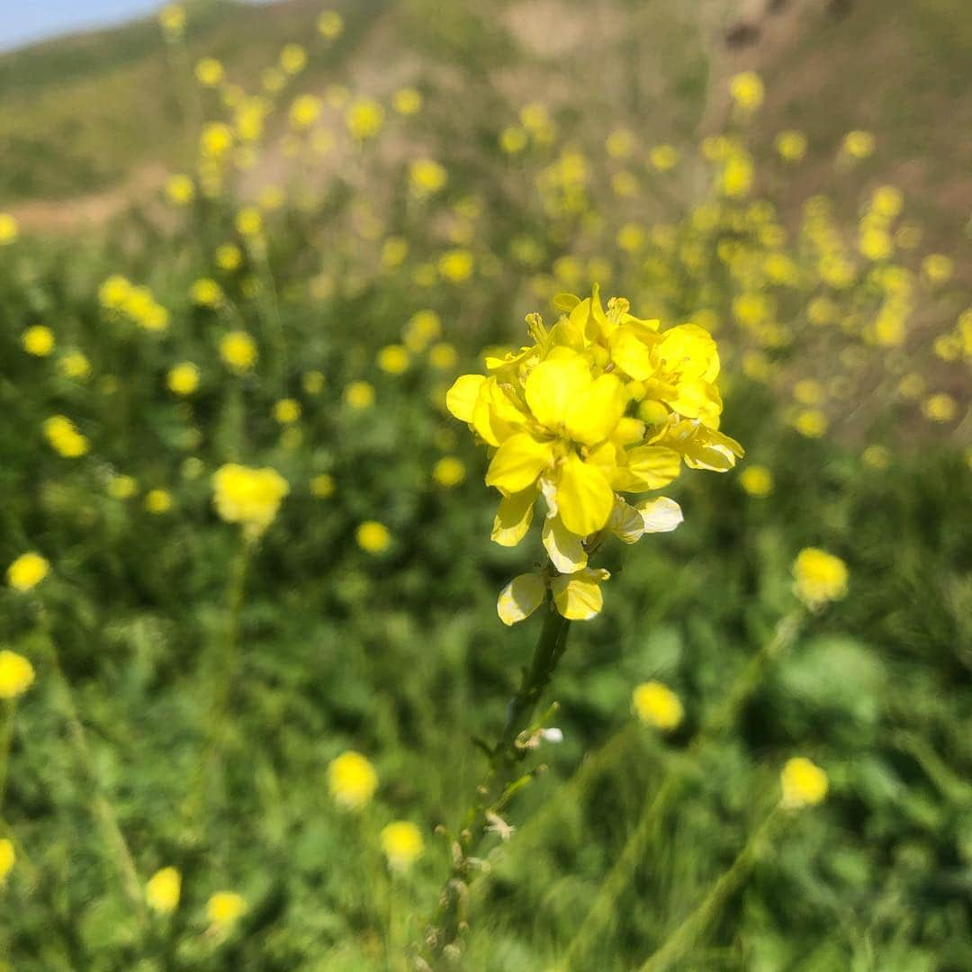 シェーン・ガラースさんのインスタグラム写真 - (シェーン・ガラースInstagram)「Stunning beauty from a mountain bike sesh yesterday. Absolutely gorgeous in SoCal right now! I’m in awe at how Mother Nature takes course. 2 months ago these mountains were completely charred. #nofilter #grateful #mothernature」3月26日 3時16分 - shanegaalaasofficial