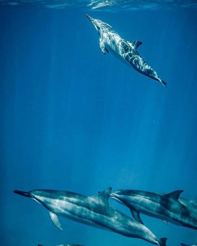 And Youさんのインスタグラム写真 - (And YouInstagram)「It's a new week, and that means another chance to rise to the occasion! ✨✈️✨. We love this surreal shot by our photographer @rbblunicn.  #saltnomads #underwaterphotography #artofvisuals #unrealhawaii #oahu」3月26日 4時40分 - dolphinsandyou