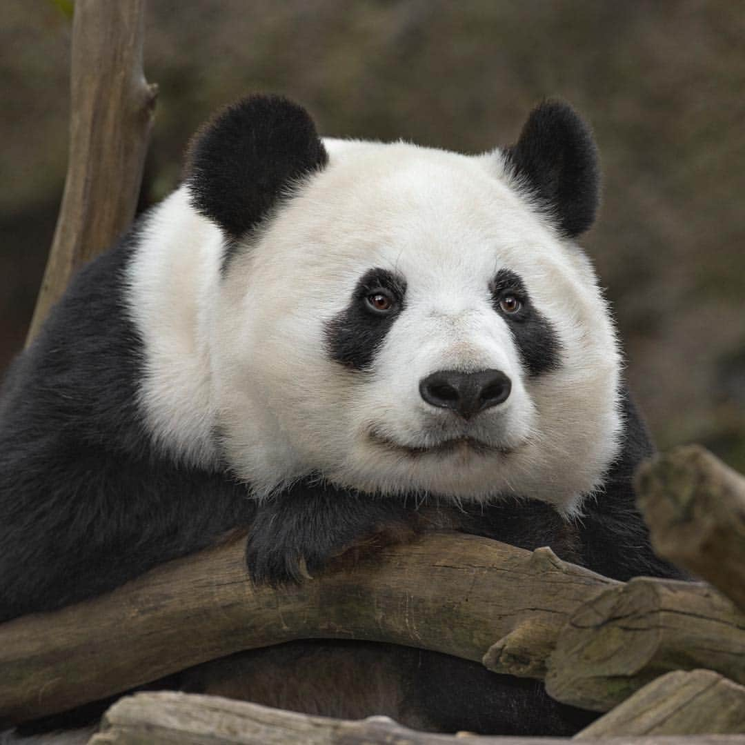 San Diego Zooさんのインスタグラム写真 - (San Diego ZooInstagram)「🐼 Please read for an important update 🐼  In honoring the terms of our conservation loan agreement with the People’s Republic of China, 27-year-old Bai Yun and her son, 6-year-old Xiao Liwu, will leave the San Diego Zoo in April and will be repatriated to their ancestral homeland. In the meantime, guests can still visit our panda residents. We are now working with colleagues in China to determine and redefine the future of panda conservation and research. Details of our panda celebration that will occur for a couple of weeks in April will be shared as they are developed.  Please celebrate the success of the panda program by sharing your favorite memories and best wishes for the future of the program on your favorite social media channels using #Pandas4Ever  Click the link in our bio for more info 🐼 #sandiegozoo #endextinction #pandamonium」3月26日 4時42分 - sandiegozoo