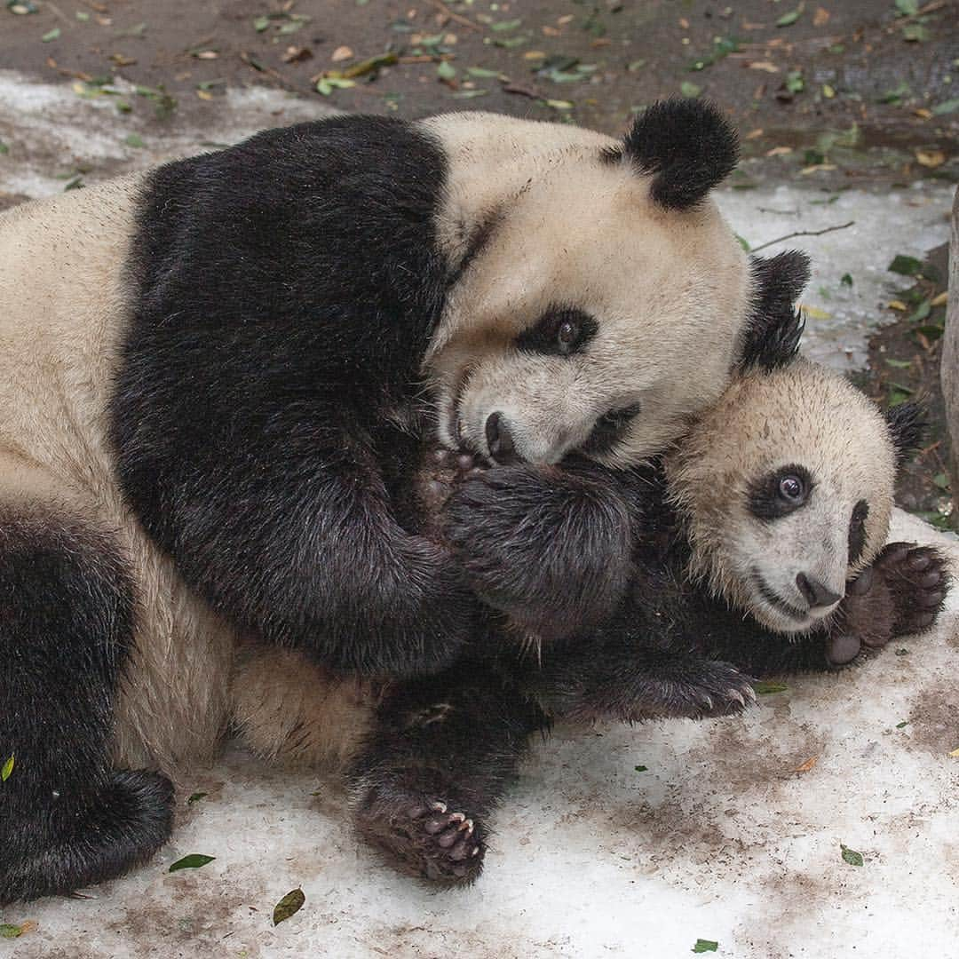 San Diego Zooさんのインスタグラム写真 - (San Diego ZooInstagram)「🐼 Please read for an important update 🐼  In honoring the terms of our conservation loan agreement with the People’s Republic of China, 27-year-old Bai Yun and her son, 6-year-old Xiao Liwu, will leave the San Diego Zoo in April and will be repatriated to their ancestral homeland. In the meantime, guests can still visit our panda residents. We are now working with colleagues in China to determine and redefine the future of panda conservation and research. Details of our panda celebration that will occur for a couple of weeks in April will be shared as they are developed.  Please celebrate the success of the panda program by sharing your favorite memories and best wishes for the future of the program on your favorite social media channels using #Pandas4Ever  Click the link in our bio for more info 🐼 #sandiegozoo #endextinction #pandamonium」3月26日 4時42分 - sandiegozoo