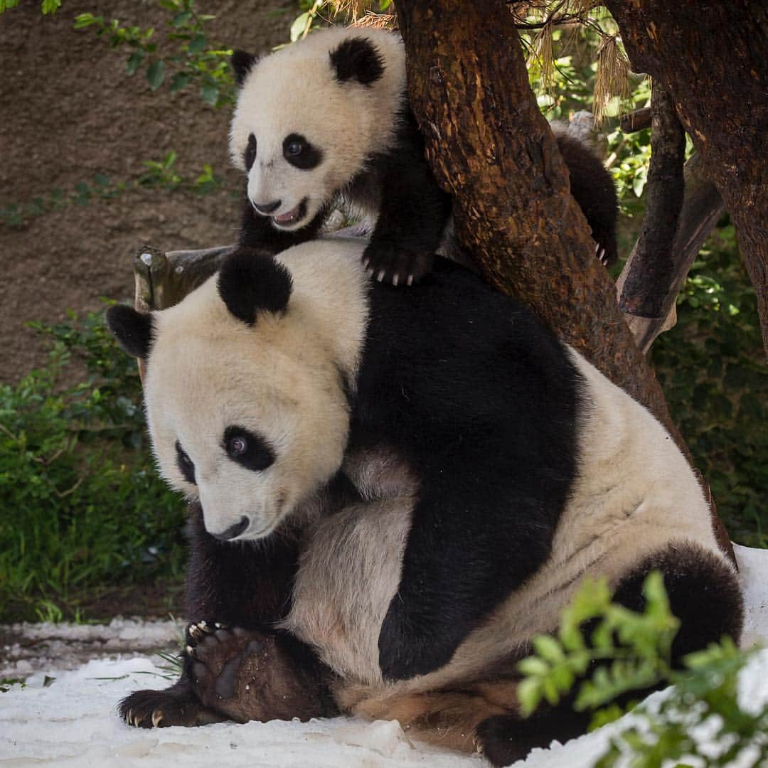 San Diego Zooさんのインスタグラム写真 - (San Diego ZooInstagram)「🐼 Please read for an important update 🐼  In honoring the terms of our conservation loan agreement with the People’s Republic of China, 27-year-old Bai Yun and her son, 6-year-old Xiao Liwu, will leave the San Diego Zoo in April and will be repatriated to their ancestral homeland. In the meantime, guests can still visit our panda residents. We are now working with colleagues in China to determine and redefine the future of panda conservation and research. Details of our panda celebration that will occur for a couple of weeks in April will be shared as they are developed.  Please celebrate the success of the panda program by sharing your favorite memories and best wishes for the future of the program on your favorite social media channels using #Pandas4Ever  Click the link in our bio for more info 🐼 #sandiegozoo #endextinction #pandamonium」3月26日 4時42分 - sandiegozoo