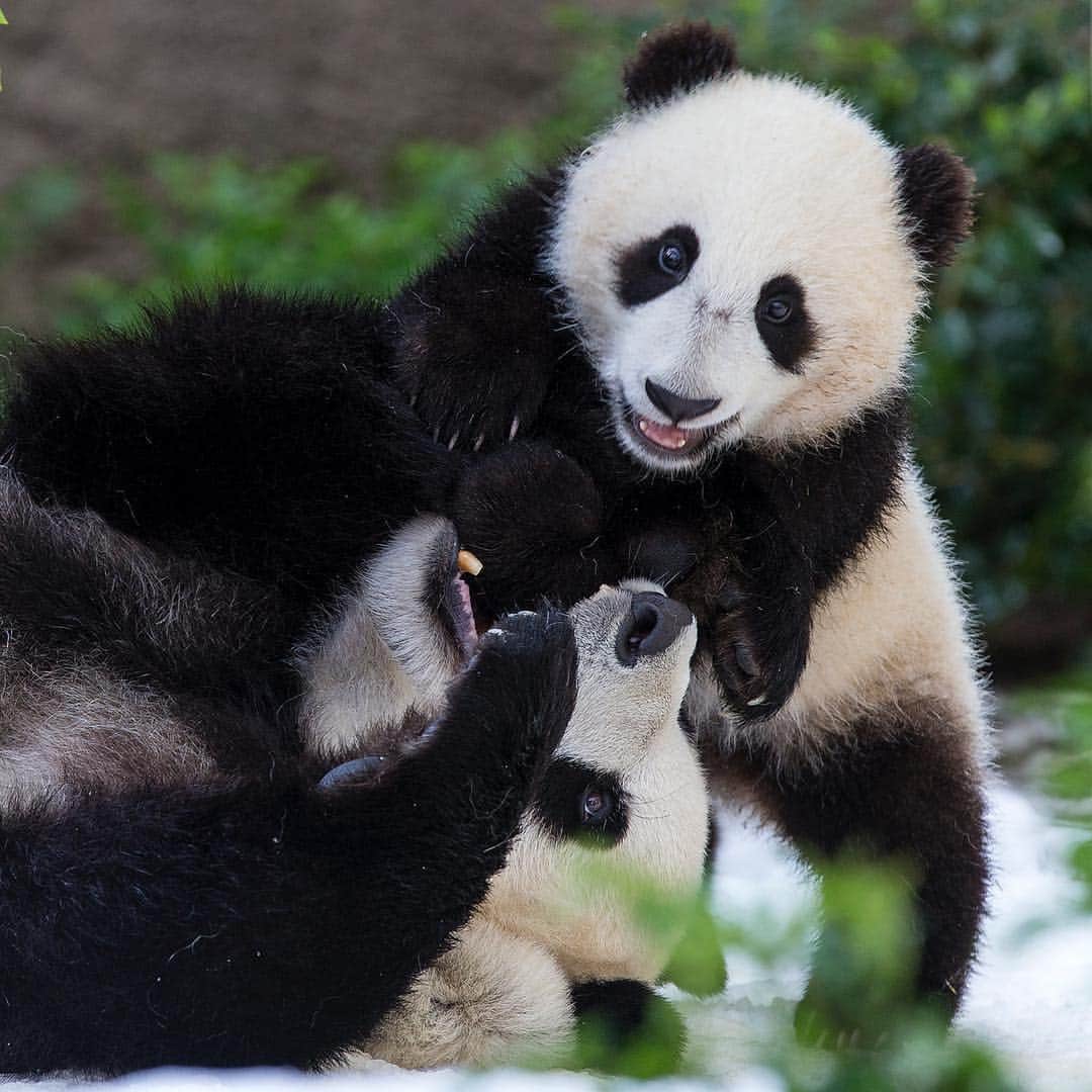 San Diego Zooさんのインスタグラム写真 - (San Diego ZooInstagram)「🐼 Please read for an important update 🐼  In honoring the terms of our conservation loan agreement with the People’s Republic of China, 27-year-old Bai Yun and her son, 6-year-old Xiao Liwu, will leave the San Diego Zoo in April and will be repatriated to their ancestral homeland. In the meantime, guests can still visit our panda residents. We are now working with colleagues in China to determine and redefine the future of panda conservation and research. Details of our panda celebration that will occur for a couple of weeks in April will be shared as they are developed.  Please celebrate the success of the panda program by sharing your favorite memories and best wishes for the future of the program on your favorite social media channels using #Pandas4Ever  Click the link in our bio for more info 🐼 #sandiegozoo #endextinction #pandamonium」3月26日 4時42分 - sandiegozoo