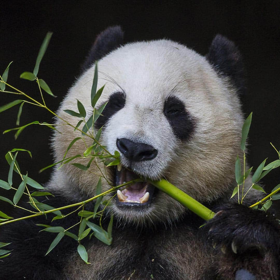 San Diego Zooさんのインスタグラム写真 - (San Diego ZooInstagram)「🐼 Please read for an important update 🐼  In honoring the terms of our conservation loan agreement with the People’s Republic of China, 27-year-old Bai Yun and her son, 6-year-old Xiao Liwu, will leave the San Diego Zoo in April and will be repatriated to their ancestral homeland. In the meantime, guests can still visit our panda residents. We are now working with colleagues in China to determine and redefine the future of panda conservation and research. Details of our panda celebration that will occur for a couple of weeks in April will be shared as they are developed.  Please celebrate the success of the panda program by sharing your favorite memories and best wishes for the future of the program on your favorite social media channels using #Pandas4Ever  Click the link in our bio for more info 🐼 #sandiegozoo #endextinction #pandamonium」3月26日 4時42分 - sandiegozoo