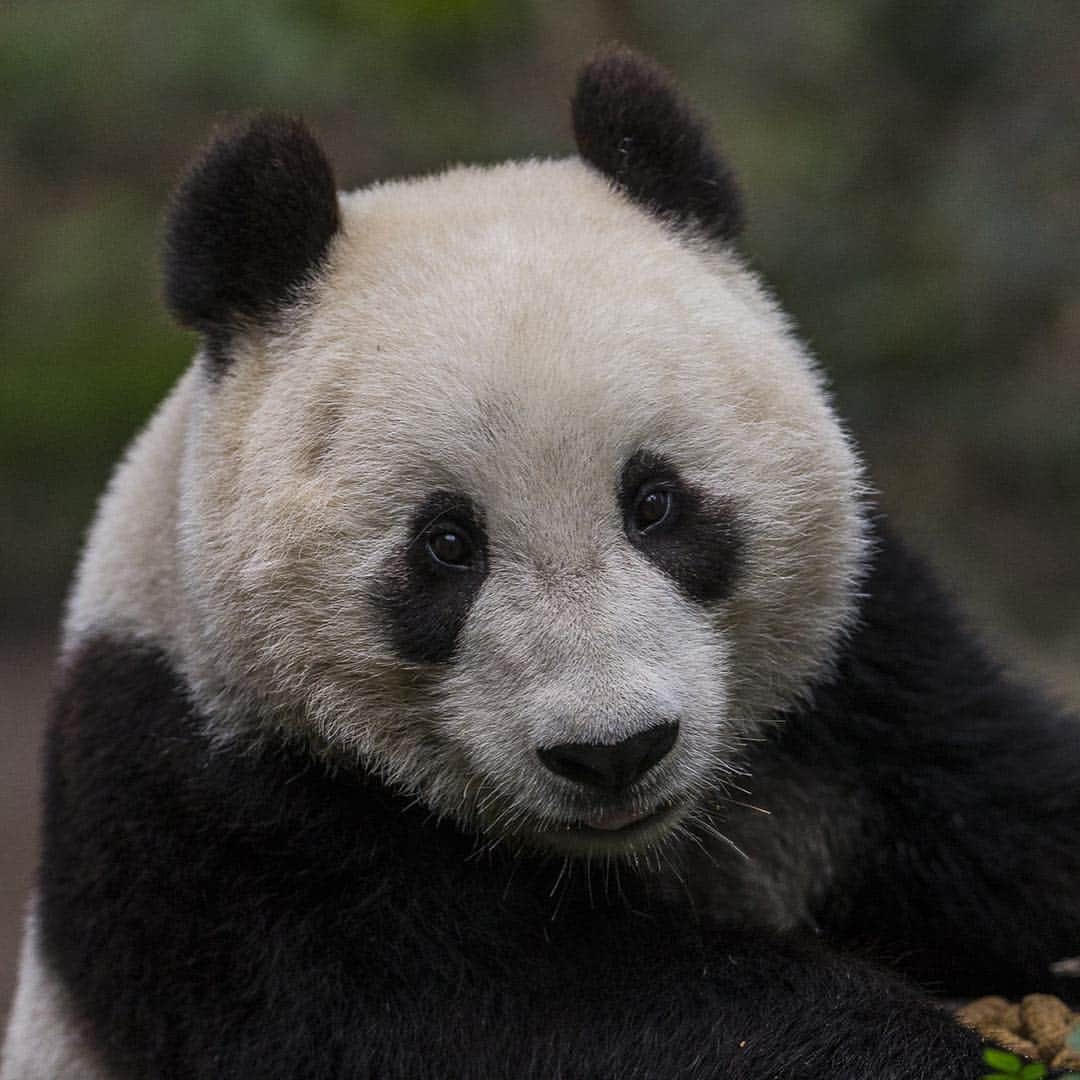 San Diego Zooさんのインスタグラム写真 - (San Diego ZooInstagram)「🐼 Please read for an important update 🐼  In honoring the terms of our conservation loan agreement with the People’s Republic of China, 27-year-old Bai Yun and her son, 6-year-old Xiao Liwu, will leave the San Diego Zoo in April and will be repatriated to their ancestral homeland. In the meantime, guests can still visit our panda residents. We are now working with colleagues in China to determine and redefine the future of panda conservation and research. Details of our panda celebration that will occur for a couple of weeks in April will be shared as they are developed.  Please celebrate the success of the panda program by sharing your favorite memories and best wishes for the future of the program on your favorite social media channels using #Pandas4Ever  Click the link in our bio for more info 🐼 #sandiegozoo #endextinction #pandamonium」3月26日 4時42分 - sandiegozoo