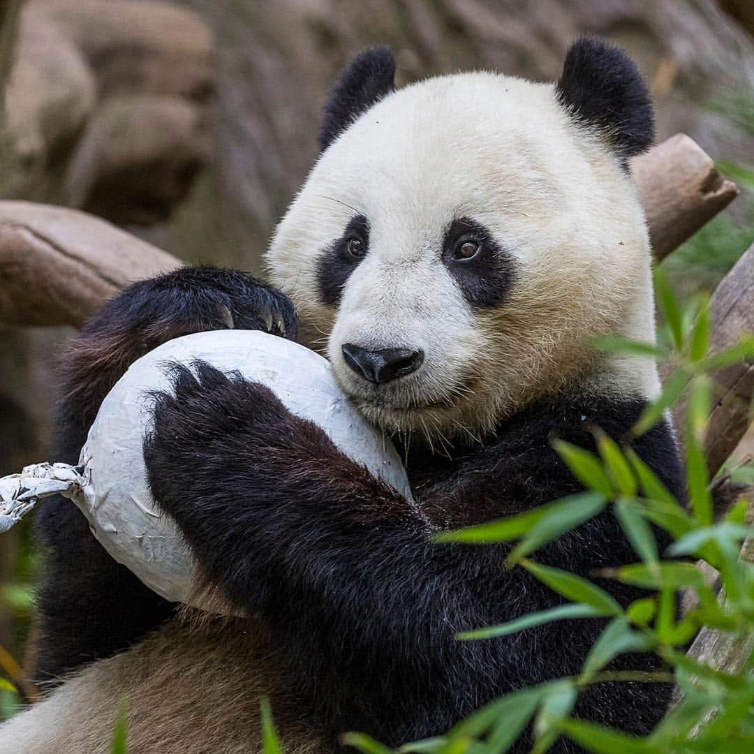 San Diego Zooさんのインスタグラム写真 - (San Diego ZooInstagram)「🐼 Please read for an important update 🐼  In honoring the terms of our conservation loan agreement with the People’s Republic of China, 27-year-old Bai Yun and her son, 6-year-old Xiao Liwu, will leave the San Diego Zoo in April and will be repatriated to their ancestral homeland. In the meantime, guests can still visit our panda residents. We are now working with colleagues in China to determine and redefine the future of panda conservation and research. Details of our panda celebration that will occur for a couple of weeks in April will be shared as they are developed.  Please celebrate the success of the panda program by sharing your favorite memories and best wishes for the future of the program on your favorite social media channels using #Pandas4Ever  Click the link in our bio for more info 🐼 #sandiegozoo #endextinction #pandamonium」3月26日 4時42分 - sandiegozoo