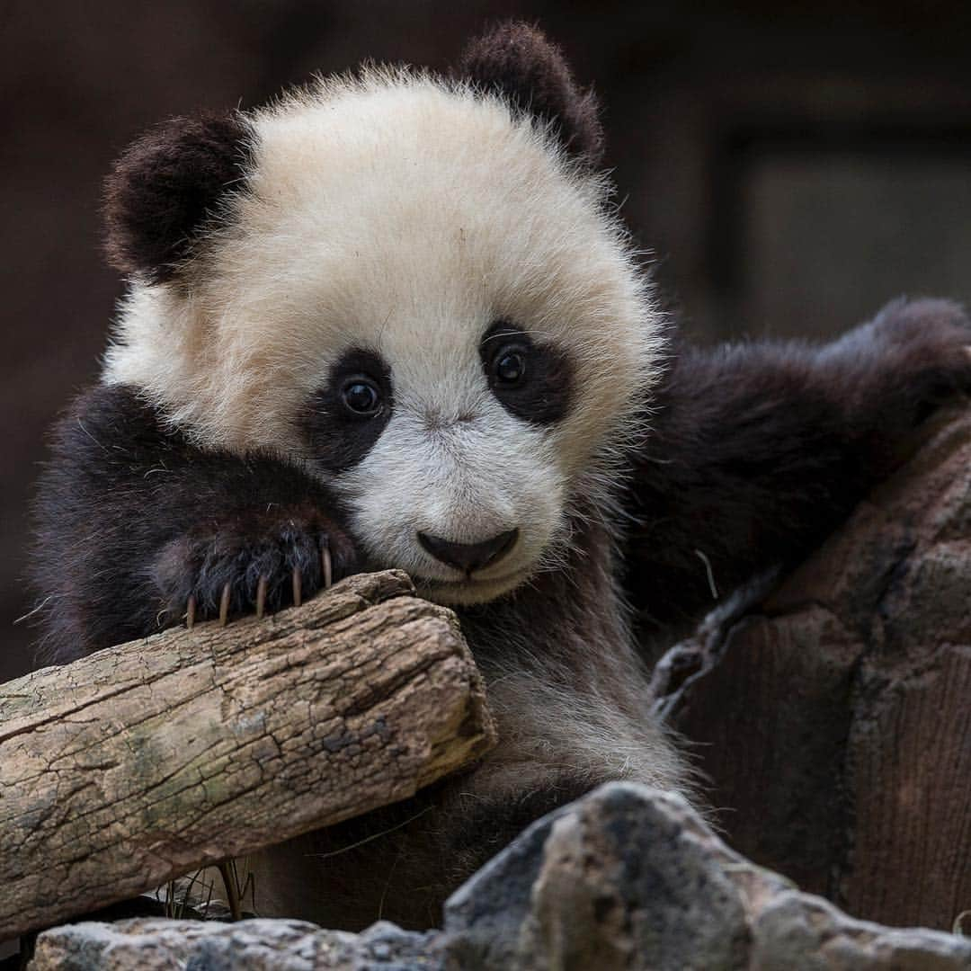 San Diego Zooさんのインスタグラム写真 - (San Diego ZooInstagram)「🐼 Please read for an important update 🐼  In honoring the terms of our conservation loan agreement with the People’s Republic of China, 27-year-old Bai Yun and her son, 6-year-old Xiao Liwu, will leave the San Diego Zoo in April and will be repatriated to their ancestral homeland. In the meantime, guests can still visit our panda residents. We are now working with colleagues in China to determine and redefine the future of panda conservation and research. Details of our panda celebration that will occur for a couple of weeks in April will be shared as they are developed.  Please celebrate the success of the panda program by sharing your favorite memories and best wishes for the future of the program on your favorite social media channels using #Pandas4Ever  Click the link in our bio for more info 🐼 #sandiegozoo #endextinction #pandamonium」3月26日 4時42分 - sandiegozoo