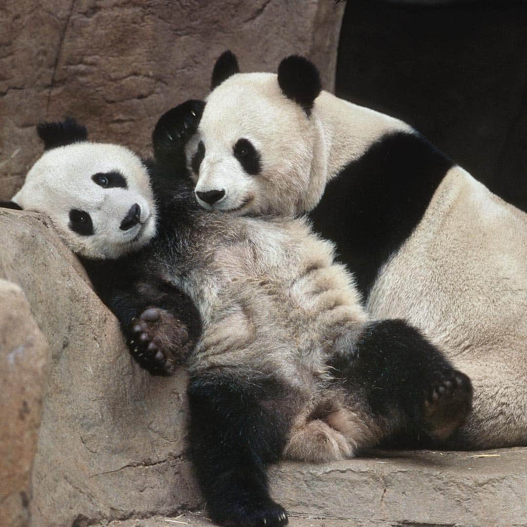 San Diego Zooさんのインスタグラム写真 - (San Diego ZooInstagram)「🐼 Please read for an important update 🐼  In honoring the terms of our conservation loan agreement with the People’s Republic of China, 27-year-old Bai Yun and her son, 6-year-old Xiao Liwu, will leave the San Diego Zoo in April and will be repatriated to their ancestral homeland. In the meantime, guests can still visit our panda residents. We are now working with colleagues in China to determine and redefine the future of panda conservation and research. Details of our panda celebration that will occur for a couple of weeks in April will be shared as they are developed.  Please celebrate the success of the panda program by sharing your favorite memories and best wishes for the future of the program on your favorite social media channels using #Pandas4Ever  Click the link in our bio for more info 🐼 #sandiegozoo #endextinction #pandamonium」3月26日 4時42分 - sandiegozoo