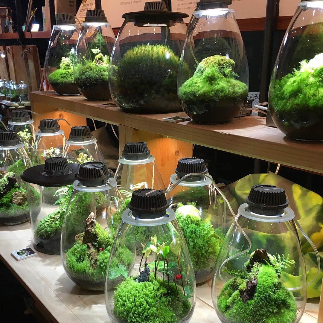 Mosslight-LEDさんのインスタグラム写真 - (Mosslight-LEDInstagram)「東京 KABOLO展 3月22日〜31日 会場:茅場町駅8番出口直結 CAFE SALVADOR  https://www.kabolo.site/ @feelthegarden  #kabolo#モスライト#mosslight#kabolo2019」3月26日 4時51分 - mosslight1955