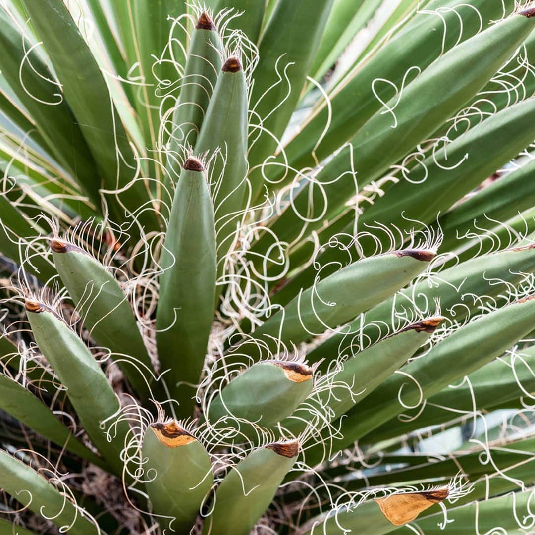ニューヨーク植物園さんのインスタグラム写真 - (ニューヨーク植物園Instagram)「These plants are looking sharp! From the silken pincushion cactus to the red crown of thorns, these are some of our year-round #plantlove favorites in the Enid A. Haupt Conservatory's desert gallery. . #plantlove #Mammillariabombycina #Euphorbiahislopii #Yuccafaxoniana」3月26日 5時31分 - nybg