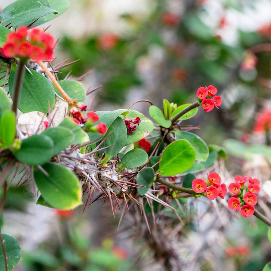 ニューヨーク植物園さんのインスタグラム写真 - (ニューヨーク植物園Instagram)「These plants are looking sharp! From the silken pincushion cactus to the red crown of thorns, these are some of our year-round #plantlove favorites in the Enid A. Haupt Conservatory's desert gallery. . #plantlove #Mammillariabombycina #Euphorbiahislopii #Yuccafaxoniana」3月26日 5時31分 - nybg