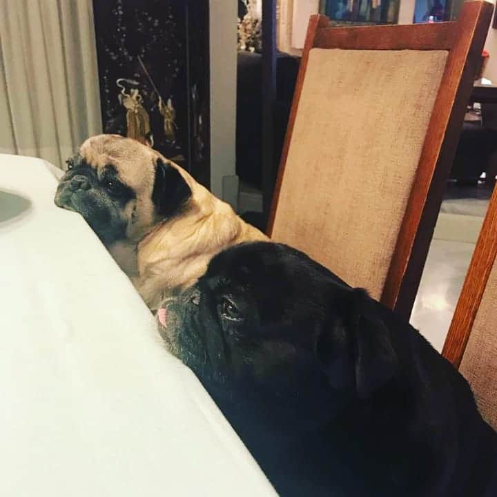 Nikitaさんのインスタグラム写真 - (NikitaInstagram)「#pug nikita #twist #esperando cena#🦴🦴🦴」3月26日 5時32分 - pug_nikita