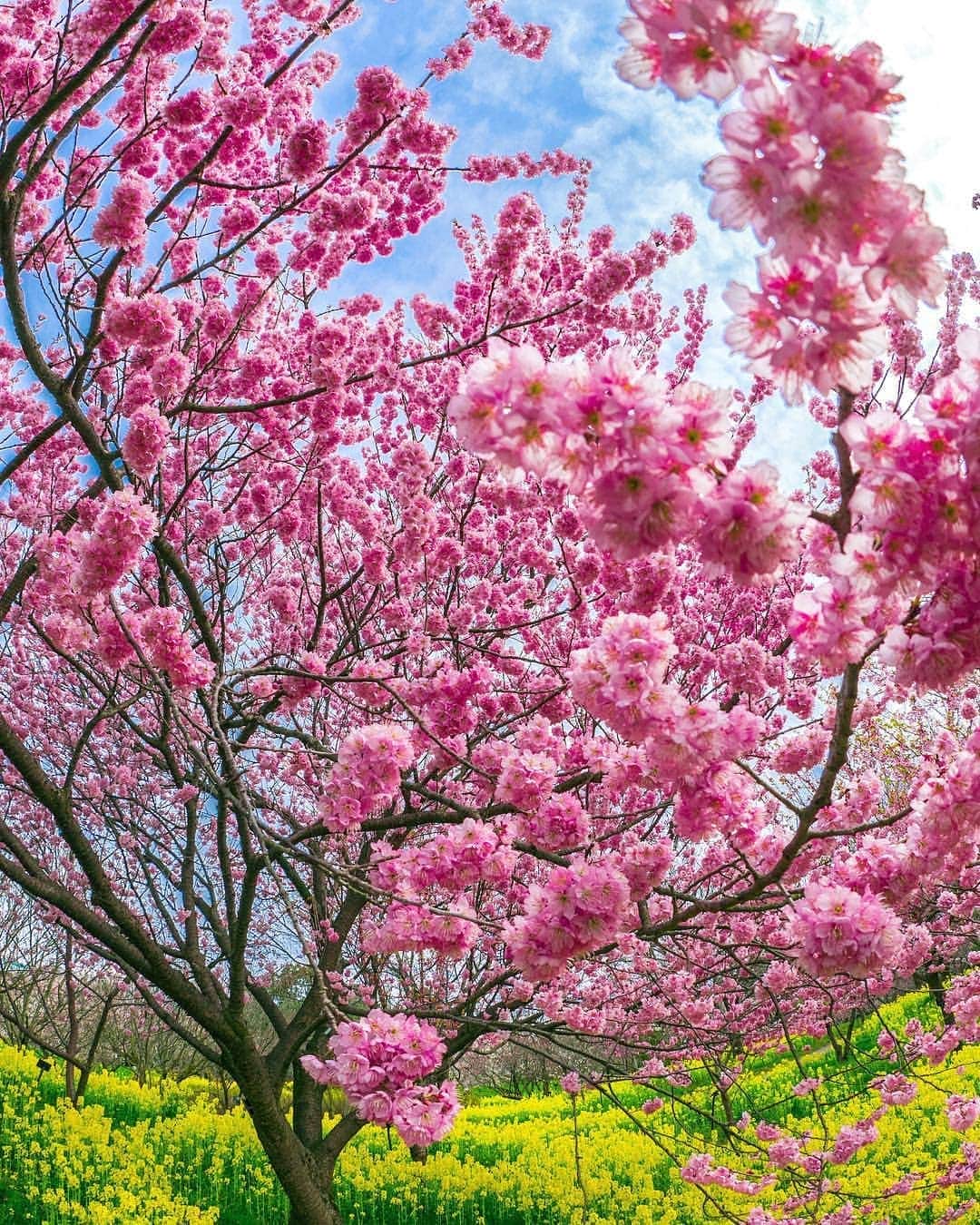 のインスタグラム：「When Mother Nature shares her softer side.  #cherryblossoms #infullbloom #dreamy #naturalbeauty #spring #yumikim 🌸📷_taka23_」