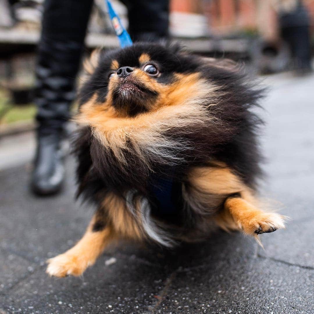 The Dogistさんのインスタグラム写真 - (The DogistInstagram)「Jazzy, Pomeranian (1 y/o), Washington Square Park, New York, NY • “No matter what happens during the day, he’ll be there to jazz it up at the end. Little body, big personality. He weighs five pounds and is 90% fluff.” @jazztakesnyc • Shop The Dogist Collection at the link in bio」3月26日 6時11分 - thedogist