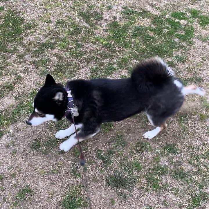 のインスタグラム：「豆さん本日の蹴りっ➰ #豆の蹴りっ #いつもと違うアングルで #上からの蹴りっ #kuroshiba #blackshiba #shibainu #shibastagram #instadog #dogstagram #柴犬 #黒柴 #黑柴 #日本犬 #和犬 #癒し犬 #いぬら部 #ふわもこ部 #柴犬部 #モフモフ生命体 #柴犬のいる暮らし #わんこのいる暮らし #わんこのいる生活 #わんこと一緒 #わんダ動 #わんだふるjapan」