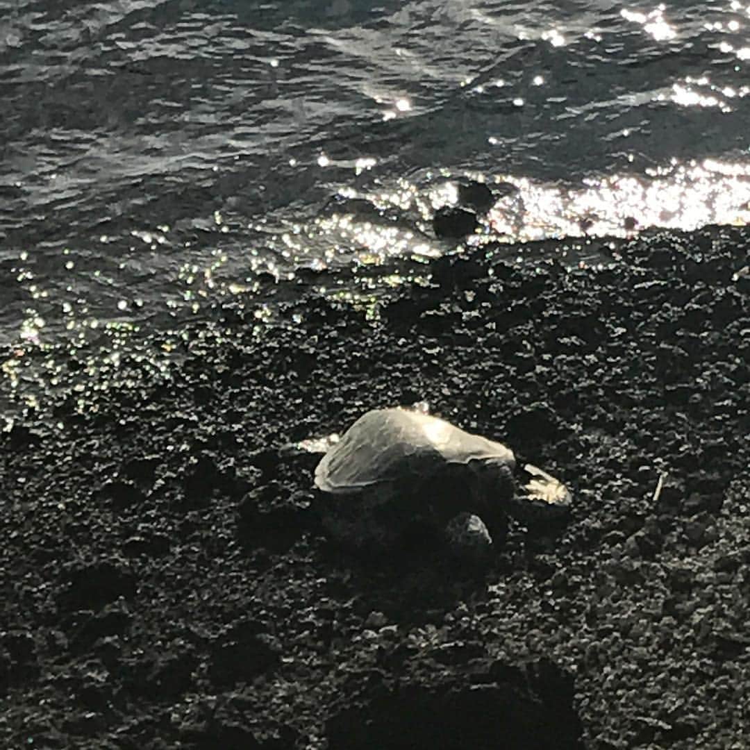 熊田曜子さんのインスタグラム写真 - (熊田曜子Instagram)「hawaii 旅行 最後の投稿☺︎ お友達みんなとプールて遊んでいたら 主人がいなくなってしまった。 戻ってきた主人が 「亀がいるよ」と教えてくれて どうやら亀を探しに行ってたみたい。 主人に連れられ子供達やお友達と見に行ったら 甲羅干しをしてたり、泳いでる亀を見つけたよ。 実はその亀を見ている場所が 7年前 主人と結婚式を挙げた場所✨ 当時も同じ場所から亀が見られたの。 当時は綺麗なウェディングドレスを着て ネイルやヘアー、メイクもプロの方にやって頂いて 人生で最も輝けた日だった✨ それに比べ 今は ぺったんこ靴に 汚れてもいい  動きやすさと授乳しやすさ重視の格好 短く切った爪に 何年もネイルさえしなくなた手 しかもささくれができてる指先 １つにくくられた髪 3分で仕上げたセルフメイク・・・ 全く輝けてないけど 7年前と大きく違うのは 3人の子供達がいてくれること✨ 幸せをかみしめたよ。 この7年間 色んなことがあったけど 主人と結婚して良かった💖 この先も色んなことがあるだろうけど ここで誓い合ったことを思い出して乗り越えて行こう。  #hawaii #ハワイ #結婚 #結婚式 #7年前 #29歳 #亀 #ビーチ #beach」3月26日 6時18分 - kumadayoko