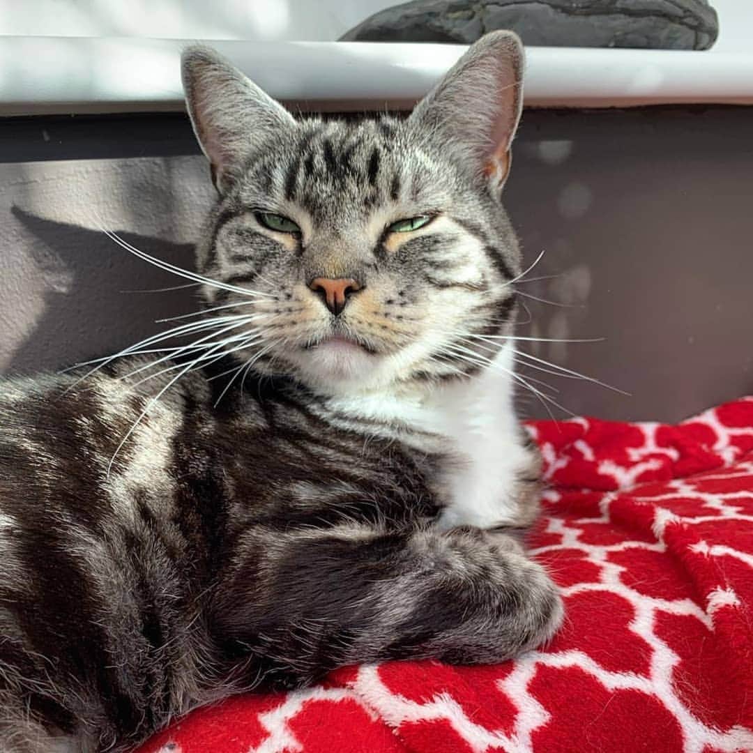CatStockerのインスタグラム：「Hello! #catstocker is here!  Follow our FURRriend @patsy_and_eddie  Scroll right for more pictures 👉 . . . . .  #cat #neko #mačka #chat #kočka #котка #kotek #kot #кіт #mače #кошка #кот #katze #gato #gatto #kissa #kattunge #猫 #고양이 #貓 #kedi #köttur #kissanpentu #חתול #кішка #gatinho #котенок #gatito #kitten」