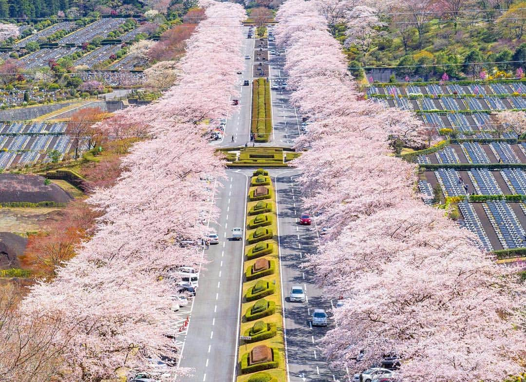 詩歩さんのインスタグラム写真 - (詩歩Instagram)「🗻﻿ ﻿ 静岡県の写真を大募集！！！﻿ ﻿ ついに来月から開始する「静岡ディスティネーションキャンペーン」！﻿ ﻿ 2019年4-6月、全国のJR駅で静岡県の大々的なPRが行われます。﻿ ﻿ 静岡県のポスターを見かけたら「お、このことだな！」と思いだしてくださいね♪　﻿ 私が生まれ育った、地元です☺﻿ ﻿ さて、そのキャンペーンの一貫で開催されるフォトコンテストにて、審査員を勤めさせていただくことになりました！﻿ ﻿ 東京カメラ部10選の橋向さん @hashimuki とご一緒させていただきます。﻿ ﻿ 応募はInstagramとTwitterから。﻿ ﻿ ＜Instagramの場合＞﻿ ① @visit.tokai @shizuoka_kankou をフォロー﻿ ② #静岡dc #撮影場所 を記載﻿ こちらで応募完了です！﻿ ﻿ 詳細は @visit.tokai のURL/ 私のBlogからご覧ください📷﻿ http://shiho.me/7612﻿ ﻿ ﻿ 皆さんの素敵な写真をお待ちしています！﻿ ﻿ 🌸﻿ ﻿ 昨年の春、静岡のお花見スポット3箇所を回りました。﻿ その中でもお気に入りは、都内から電車＋バスで日帰りできる #富士霊園 。﻿ ﻿ 丘を登り、振り返ったときのこの光景といったら…！﻿ 感嘆の声がでること、間違いなしです﻿ ﻿ ﻿🌸﻿ ﻿ A famous park cemetery located on the foot of Fuji. Approximately 8,000 cherry blossom trees were fully blooming on this day. ﻿Also this place is selected as one of “Japan’s 100 places for viewing cherry blossoms”.﻿ The best season to visit is coming soon!!﻿ ﻿ 📸9th April 2018﻿﻿ 📍富士霊園／静岡県﻿﻿ 📍Fuji cemetery park／Shizuoka Japan﻿﻿ ﻿﻿ ﻿ ©︎Shiho/詩歩﻿」3月26日 6時22分 - shiho_zekkei