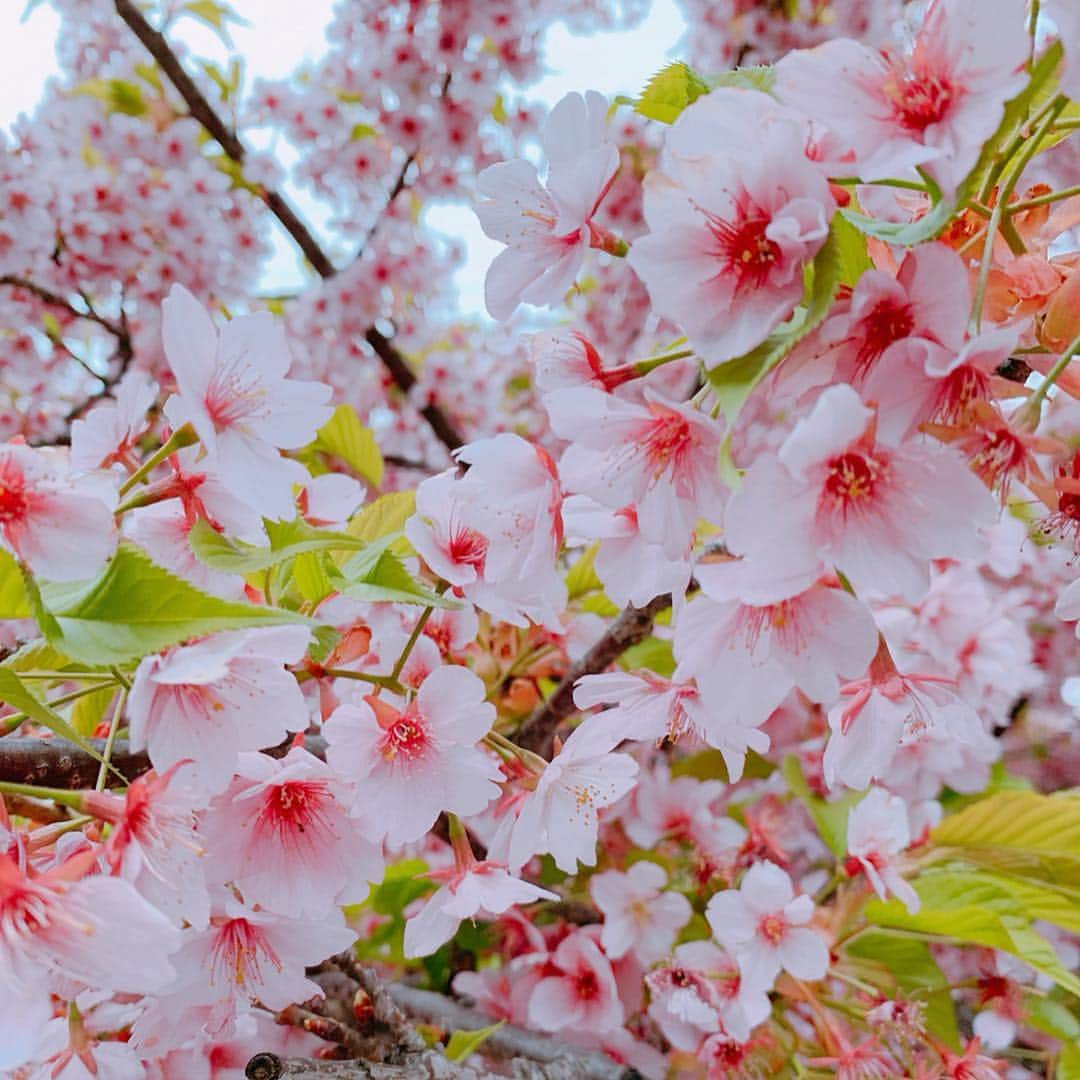 澤野井香里さんのインスタグラム写真 - (澤野井香里Instagram)「今日は桜🌸の綺麗な公園へ╰(*´︶`*)╯﻿ ﻿ 最近は苦手だったブランコもようやく楽しんで乗れるようになって、もっと背中押して〜と言ってくれる様になって嬉しいな✨﻿ ﻿ 滑り台もして、川に葉っぱを浮かべて遊んだり、お花見したり、平和な昼下がり🌞﻿ ﻿ たくさん遊んだ後の水分補給は子供が飲んでも安心・安全な#シリカ水 ♡﻿ @nomusilica_official﻿ ﻿ 今朝も起きてすぐ飲んだんだけど、飲みやすい中硬水で4大ミネラルの含有量が多く、デトックス効果で肌の調子も良くなるので美容にも◎﻿ ﻿ @コスメでも1位で最近お気に入りのお水＾＾﻿♪ ﻿ #kaoris_son #kaoris_son_2019  #ks_19✨ #S⭐️_ #ig_kids #関西ママ #京都ママ #👶 #男の子ママ #女の子ママ #ママライフ #小さな彼氏s #2歳 #シリカ #のむシリカ #水 #子供が飲んでも安心安全 #ナチュラルミネラルウォーター #霧島天然水 #美容 #デトックス」3月26日 6時26分 - kaori_sawanoi