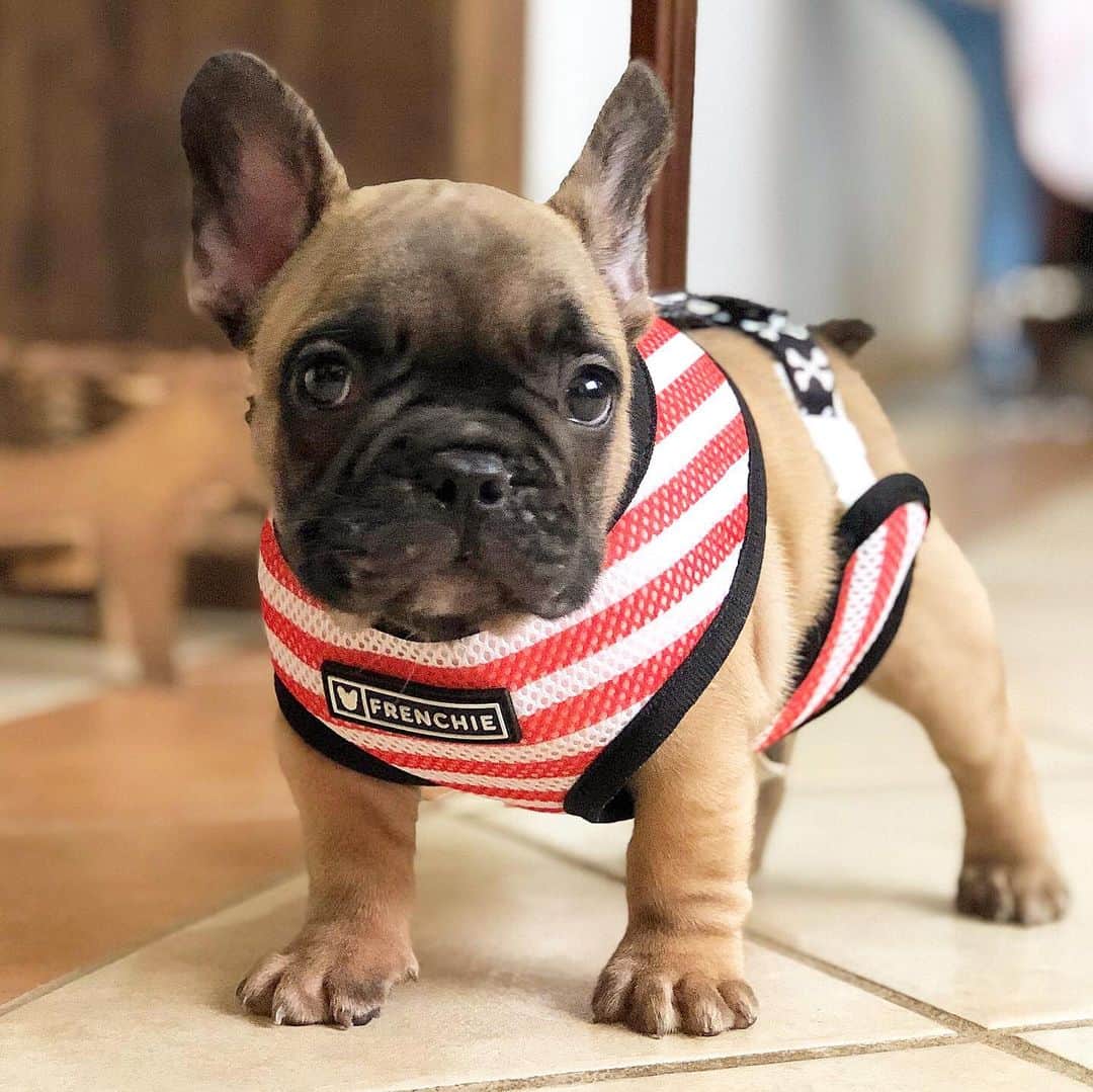 Regeneratti&Oliveira Kennelさんのインスタグラム写真 - (Regeneratti&Oliveira KennelInstagram)「@frenchie_bulldog Harnesses come in a size small for those tiny puppies and smaller breeds! Built for comfort and always in fashion🐾✨They ship worldwide 🌎 @antonellazanette27 sua Cookie ♥️♥️♥️ . . . . . .⠀ #french_bulldogs #bullylifetv #frenchielife #bullieslife#bullybreed #불독 #鼻ぺちゃ #フレンチブルドッグ#frenchiesoverload #fab_frenchies #thefrenchiepost#frenchielovers #frenchyfanatics #bulldog #buhi#frenchbulldogs #frenchbull」3月26日 6時28分 - jmarcoz