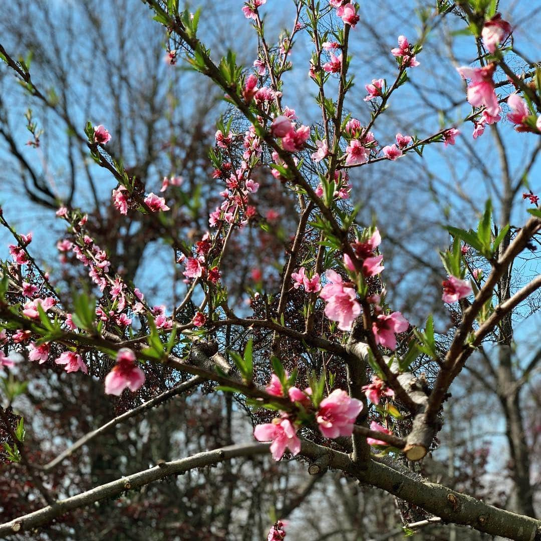 アンジェラ・アキさんのインスタグラム写真 - (アンジェラ・アキInstagram)「Spring time in Nashville!!! ナッシュビルの春はどこを見ても美しくて、日本が恋しくなる季節です。友達のニワトリ達も春が大好き！」3月26日 6時30分 - angelaakiusa