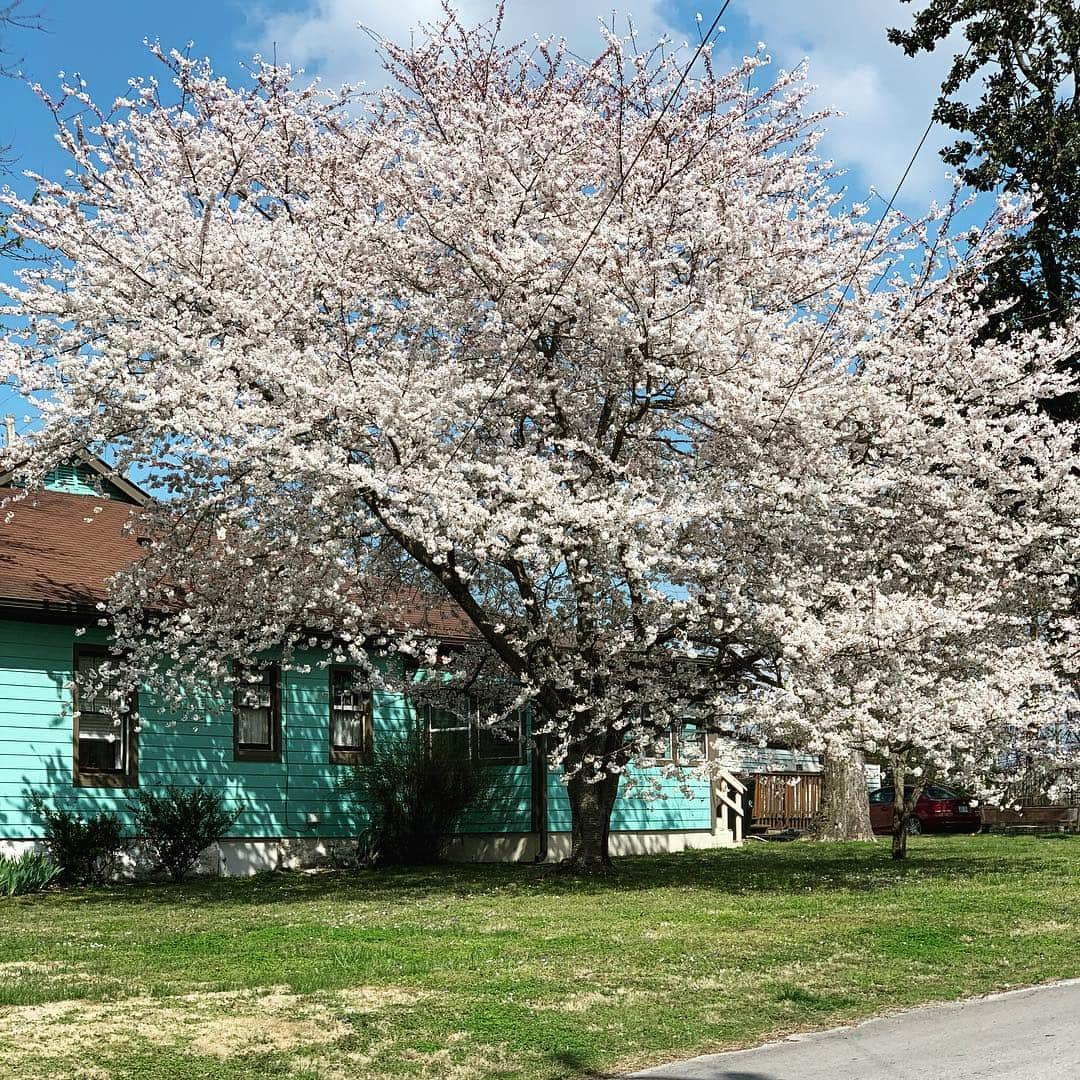 アンジェラ・アキさんのインスタグラム写真 - (アンジェラ・アキInstagram)「Spring time in Nashville!!! ナッシュビルの春はどこを見ても美しくて、日本が恋しくなる季節です。友達のニワトリ達も春が大好き！」3月26日 6時30分 - angelaakiusa