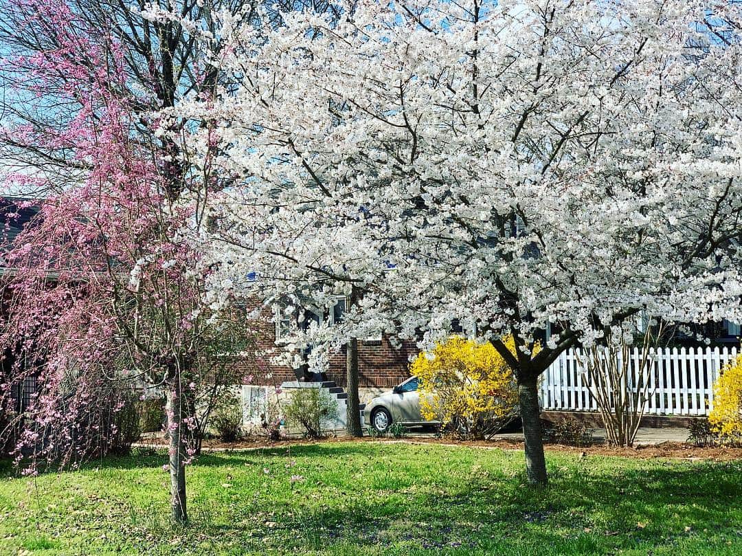 アンジェラ・アキのインスタグラム：「Spring time in Nashville!!! ナッシュビルの春はどこを見ても美しくて、日本が恋しくなる季節です。友達のニワトリ達も春が大好き！」