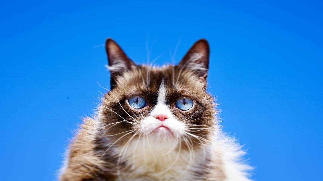 Grumpy Catさんのインスタグラム写真 - (Grumpy CatInstagram)3月26日 6時39分 - realgrumpycat