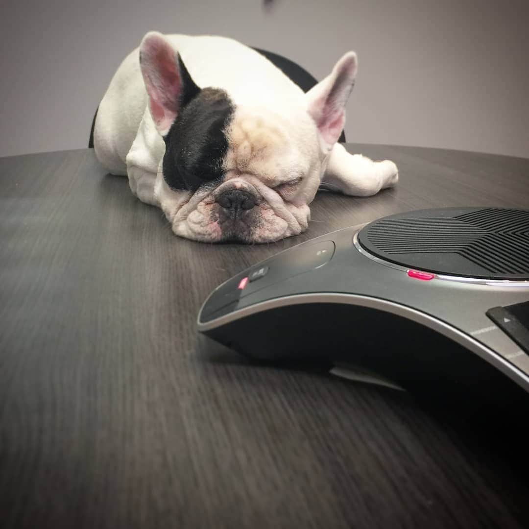 Manny The Frenchieのインスタグラム：「Is the day almost over?! This conference call could have been an email, let's hurry it up. 😒 #Mondayfeels」