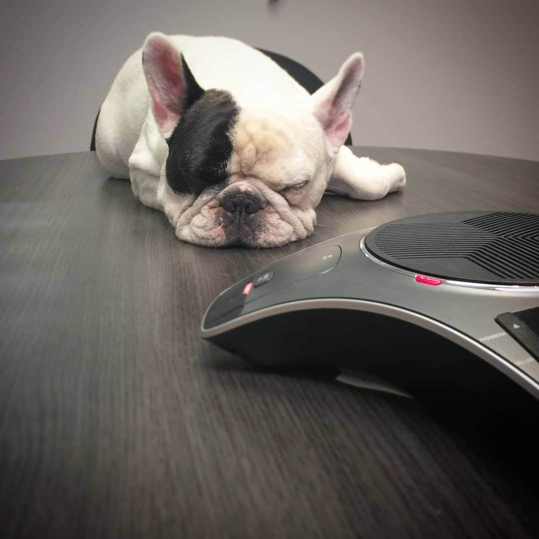 Manny The Frenchieさんのインスタグラム写真 - (Manny The FrenchieInstagram)「Is the day almost over?! This conference call could have been an email, let's hurry it up. 😒 #Mondayfeels」3月26日 6時47分 - manny_the_frenchie