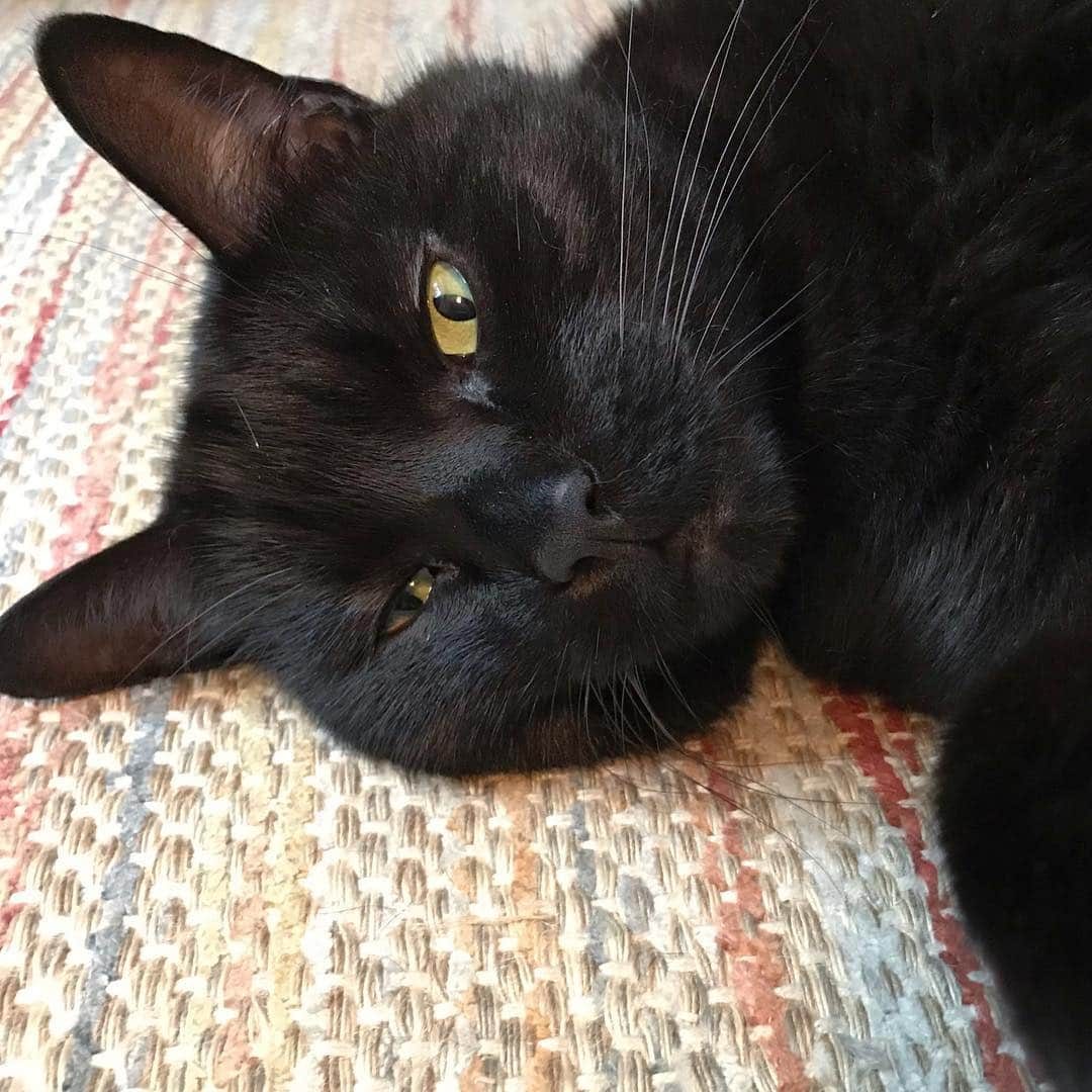 セルジオさんのインスタグラム写真 - (セルジオInstagram)「Day dreaming about all of the tacos I’m going to eat tomorrow ... 💭🌮 . . #sweetbean #bean #daydreaming #tacosarelife #acaseofthemondays #beanie #catsofinsta #igcats #catsofig #igkitty #blackcatsofinstagram #happycat #rescuecat #catslife #lazycat #lazykitty #sleepycat #sleepykitty #cutecats #layingaround #mondaying #boopmynose #boop #mykidshavepaws #catmom」3月26日 6時59分 - monkandbean