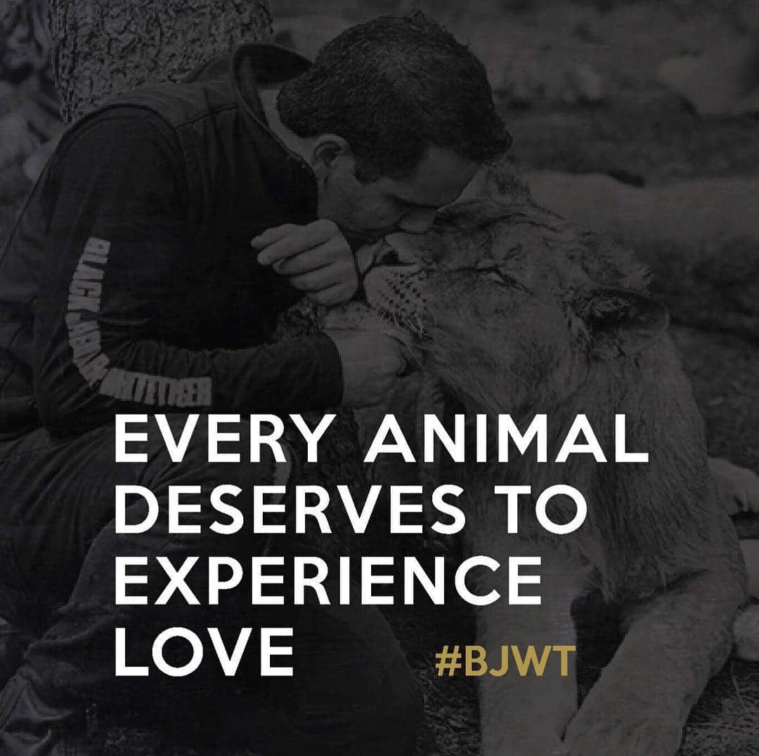 Black Jaguar-White Tiger さんのインスタグラム写真 - (Black Jaguar-White Tiger Instagram)「Animals deserve Love, happiness, health and more. Don’t you agree?  Please tag your three biggest #AnimalLover friends and spread the word... #BJWT #MondayMotivation #EveryDayMotivation #SaveLions #SaveAnimals #TheBJWTPride」3月26日 6時53分 - blackjaguarwhitetiger