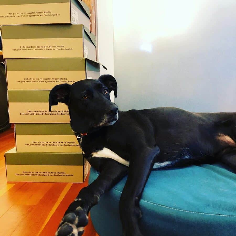 キーンさんのインスタグラム写真 - (キーンInstagram)「Last Saturday we celebrated #NationalPuppyDay 🐶 Thank you to everyone that tagged us in photos with your pup! Special fact about KEEN, at our HQ we have 15+ office dogs!」3月26日 7時14分 - keen