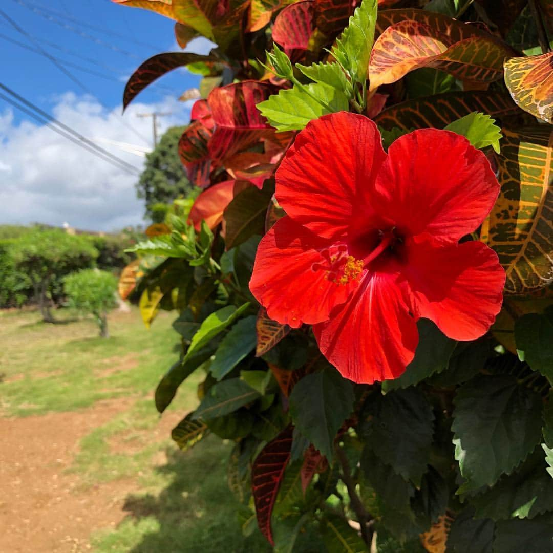 Belle Vie Hawaiiさんのインスタグラム写真 - (Belle Vie HawaiiInstagram)「一週間の始まりですね😊﻿ 今日は曇り空のワイキキです🌥 ﻿ 2枚目は通勤途中に見つけた 元気がもらえそうな真っ赤なハイビスカス🌺  今週もがんばりましょう🤙 ﻿ ﻿ ﻿ ﻿ ﻿ ﻿ #belleviehawaii #hawaii﻿ #aloha #waikiki﻿ #honolulu #oahuhawaii﻿ #dukekahanampku﻿ #ハワイ #ベルヴィー﻿ #ハワイ大好き #ハワイ旅行﻿ #アロハ #カラカウア通り﻿ #オアフ #ワイキキビーチ﻿ #ホノルル #ハワイ生活﻿ #ハワイ好き #ワイキキ﻿ #ハワイ好きな人と繋がりたい﻿ ﻿ ﻿」3月26日 7時20分 - belleviehawaii