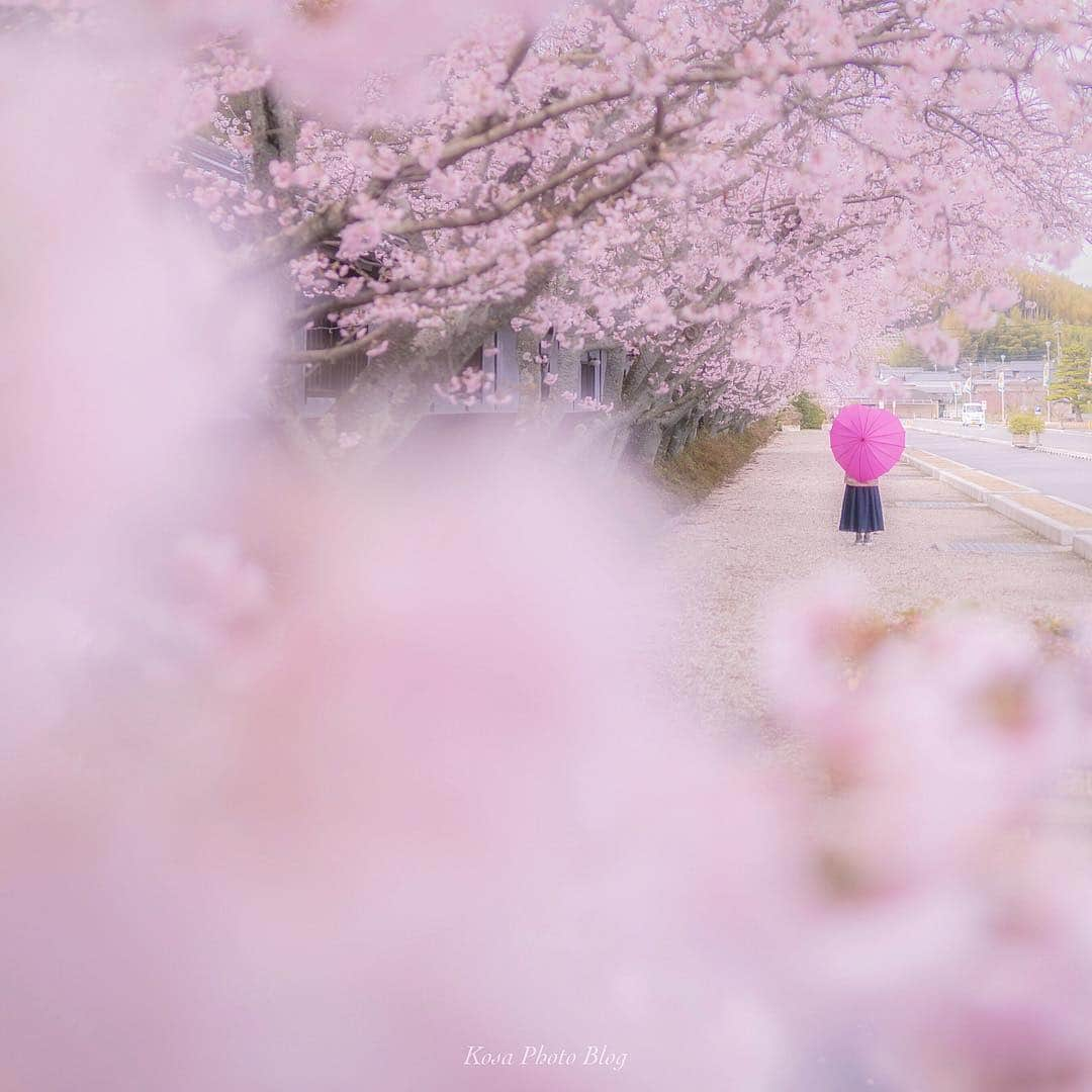 コサさんのインスタグラム写真 - (コサInstagram)「あちこちで桜の開花宣言が聞こえてきました🌸 昨年と比べてやや遅れ気味かな🤔 昨日は6作品もフィーチャーして頂いてびっくりしました😲 ありがとうございます🙏 . Location:奈良県 Nara/Japan Data:2019.3.22 . #LBJ_桜2019 #as_桜2019 #わたしは奈良派 #天理 #IGersJP #team_jp_ #IG_PHOS #Lovers_Nippon #dpj_member #tokyocameraclub #art_of_japan_ #bestjapanpics #photo_jpn #pt_life_ #ptk_japan #LBJ_members #Rox_Captures #inspiring_shot #Japan_Daytime_View #light_nikon #はなまっぷ #jp_portrait部 #pics_jp #colorsjp #vivid_impact #Ray_moment #as_archive #広がり同盟メンバー #LINES_and_POINTS #rox_saison_傘19」3月26日 7時22分 - kosa_photo