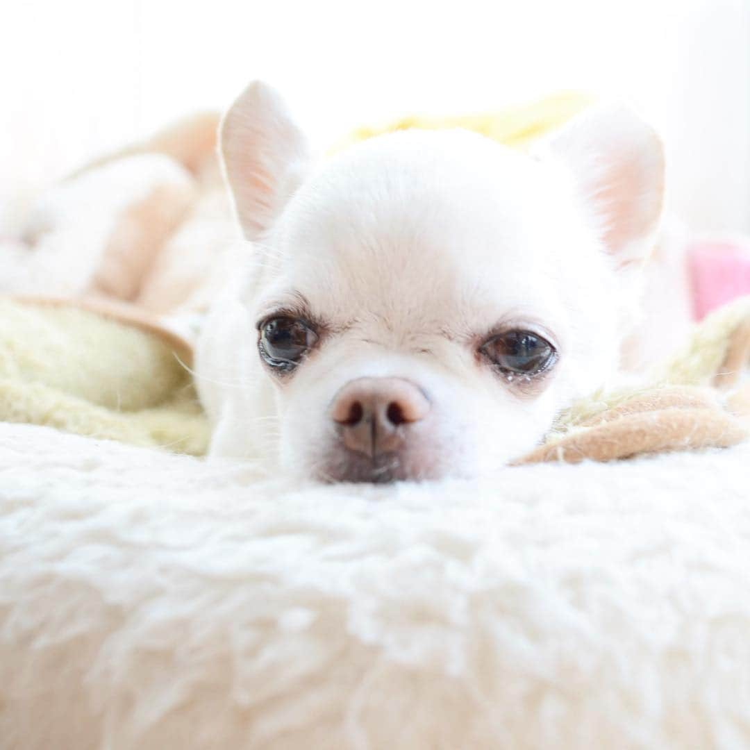 KORIKIさんのインスタグラム写真 - (KORIKIInstagram)「おはようございます♪ * #dogofsapporo #dog, #dogs, #dogstagram,#chihuahua,#犬バカ部,#チワワ,#koriki, #hanadog #白スムチ連合会, #スムチー,  #dogofthedayjp, #dogoftheday  #ilovemydog #instadog #instapet #WhiteChihuahua  #吉娃娃 #치와와  #dogsofinstagram #Chihuahualover  #チワワの輪 #barkbox #WhiteChihuahuaParty #もふもふモフモフ」3月26日 7時28分 - koriki_dog