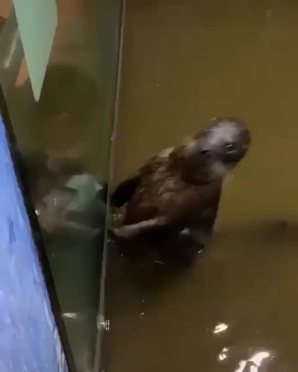 WildLifeのインスタグラム：「me looking in the mirror after eating and drinking all weekend😹 Video by unknown found via @natures ➖ Tag someone that needs to see this!👇 📸 DM for credit! ➖ #seal #seals #ocean #underwater #funny #earth #earthpix #wonderful #photography #photooftheday #love #travel #nature #heart #animals #adventure #natgeo #discover #beautiful #explore #landscape #instagram #africa #canada #switzerland #cute #awesome #wildlife #animal #amazing」