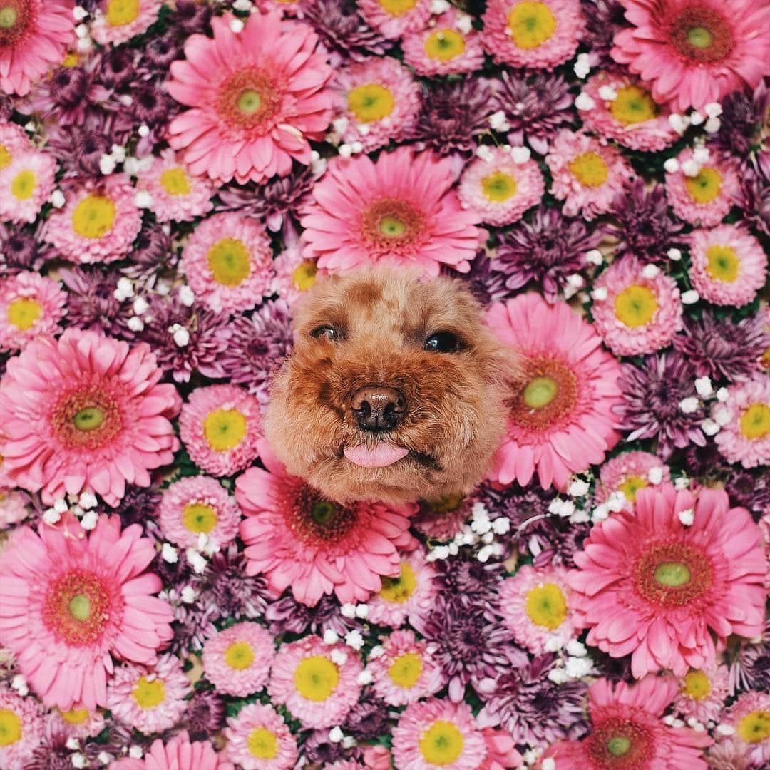 Instagramさんのインスタグラム写真 - (InstagramInstagram)「Come through, springtime. 🌸 🐶 Cookie, a 6-year-old teddy bear poodle from New York City, pops in to welcome the new season. “I’ve always been fascinated by photos of pets in blossoming flower fields,” says Cookie’s human Olia Saunders (@ps.ny). “Unfortunately there aren’t any flower fields in New York, so I decided to create my own.” Follow along as we share more of our favorite submissions to last weekend’s hashtag project, #WHPplayful. Photo by @ps.ny」3月26日 8時00分 - instagram