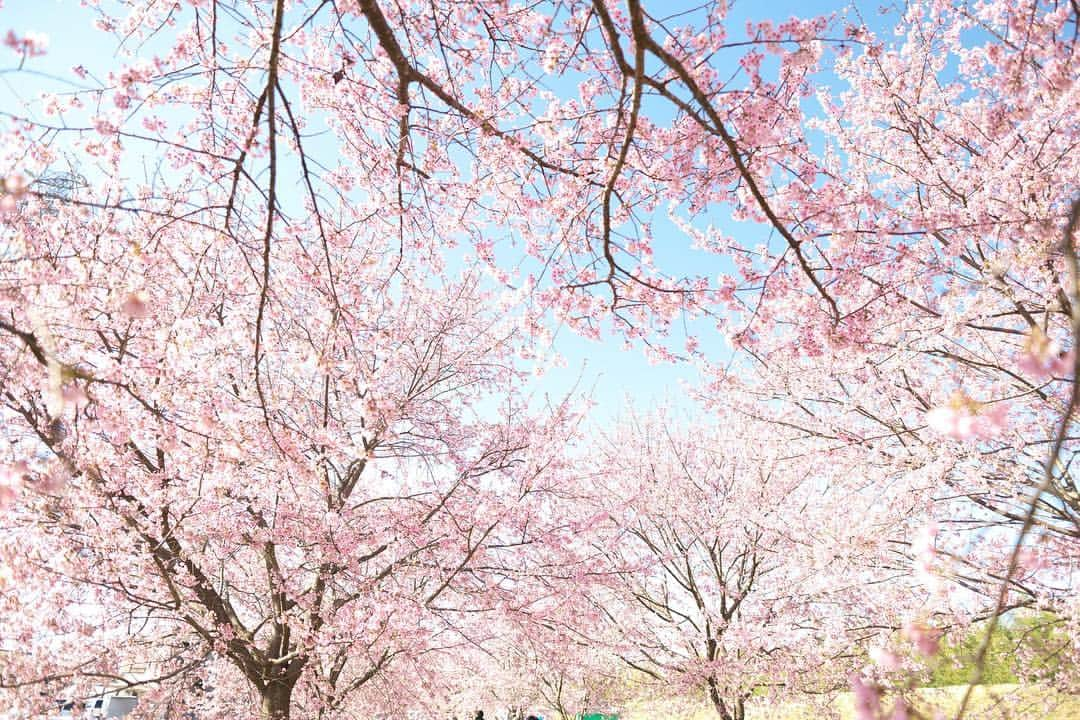 kiccyomuさんのインスタグラム写真 - (kiccyomuInstagram)「☁️ 2019.03.26 Tue * #北浅羽桜堤 #安行桜 が満開見頃でした🌸 来年は、もう少し早起きで行こうかな？ * 今日も元気に🤗  location #埼玉 #坂戸 撮影 3月24日」3月26日 7時58分 - kiccyomu