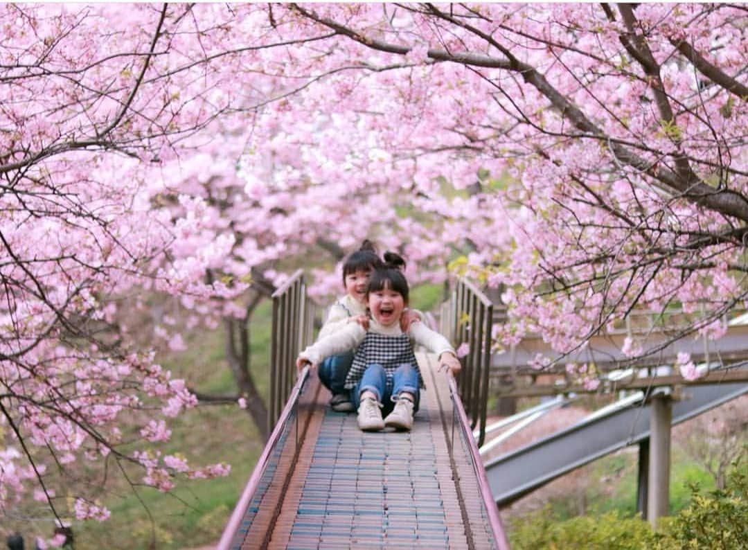 iko-yo（いこーよオフィシャル）さんのインスタグラム写真 - (iko-yo（いこーよオフィシャル）Instagram)「各地で#桜 の開花が始まりましたね🌸 ・ #神奈川県  の#松田町 にある#西畑平公園  は、#桜のトンネル をくぐる#桜のすべり台  が有名な人気スポット😊♥️ ・  いこーよでは、遊具×お花見が楽しめる各地のオススメ公園も紹介中😆ぜひチェックしてみましょう！ ・ Photo by @msk721 ・ ✨いこーよ公式インスタグラム✨ @ikoyo_official では、子どもを連れていきたくなる#スポット をご紹介中😊 みなさんの、子育てやおでかけに関する写真を募集しています🐠💕 1️⃣@ikoyo_official をFollow✨ 2️⃣#いこーよ をTag✨ の手順で写真をご投稿ください😊❤️ ✴︎ ✨特に魅力的な写真は、公式instagramをはじめ、いこーよ内の記事御菓子でもご紹介&使用させていただく事がございます📝✨ ✴︎ 子どもに関するも-のなら、どんなものでもOK‼︎🙆🏼✨ 親子でおでかけした写真はもちろん、子ども自慢したくなるような「オシャレ」でかわいい写真、思わず笑ってしまうような「オモシロ」写真😆心が和む「ホッコリ」写真☺️などなど… #いこーよ のハッシュタグを付けて、ご投稿ください🌟 ✴︎ 沢山のご投稿、お待ちしております‼︎🙇🏼❤️❤️ ✴︎✴︎ #親子イベント #新スポット #いこーよ #子育て #子ども#ママカメラ  #instababy #ig_kidsphoto #kidsgram_tokyo #ig_baby #ig_kids #子育てぐらむ #ママライフカメラ #親子 #イベント #おでかけ #おでかけスポット」3月26日 8時10分 - ikoyo_odekake