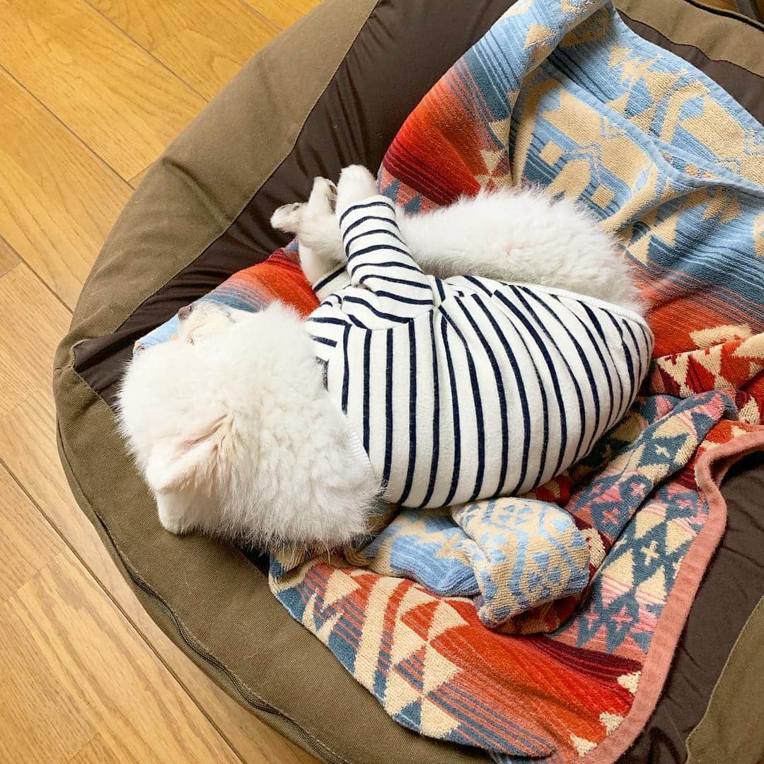 のインスタグラム：「やっほい出ました‼️Ｐ難度のシロポメニコチャン🌀🐶✨メダル間違いなしぐーすか…🥇🐶💤 #体操男子ベッド #大技 #Ｐ難度 #シロポメニコチャン #ぐーすか #ポメリズム #ポメラニアン #白ポメ #pomeranian」
