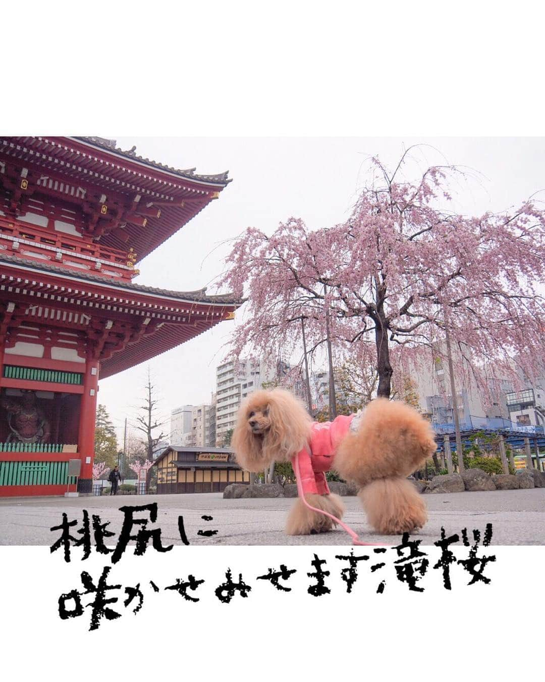 Toypoodle Mikuru?Asakusa Tokyoさんのインスタグラム写真 - (Toypoodle Mikuru?Asakusa TokyoInstagram)「201926 Tuesday. Good morning! Friends 💕 今にも雨が降りそうなお天気🥺 私の心も大雨土砂降り暴風雨🐲 . ❶❷ 浅草神社の桜 オンナを語るみくる😆 ❸ 極嬢ちゃんの桃尻の桜 ❹ オマケのみくるの法則動画。既に法則ではなくなってきた😅 . カメラ設定迷走ちう なんだかよくわからなくなってきた😭 . #浅草神社 #迷走 #定時で帰りたい」3月26日 8時20分 - purapura299