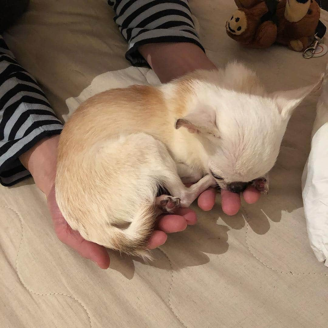 mayuさんのインスタグラム写真 - (mayuInstagram)「． ． 最近のなるとのお気に入り🥰． ． ちょいちょい👋🏻ってされて． 🐶💭． 手🤲だっこ🐒🐒． …って😆． ↑↑あつくん👱🏻‍♂️限定 ． ． 私には言わない🤦🏻‍♀️🤦🏻‍♀️笑． ． きっと👱🏻‍♂️の手🤲の大きさが． ちょうどよいのだと思う☺️． ． 今日も元気にスヤスヤ😴💕． よい一日になりますように🌈🌈． ． ． ． #マイペース🥰なるとペース. ． #いつもありがとうございます👨‍👩‍👧‍👦． #投稿ばかりのマイペースすぎるまいにちで🙇🏻‍♀️． #チワワ#ちわわ #chihuahua」3月26日 8時22分 - mayu.c.n