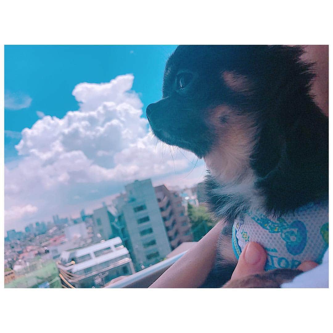 有明ゆなさんのインスタグラム写真 - (有明ゆなInstagram)「#goodmorning  じゅり男前な顔してる！笑笑 . . . . #愛犬 #チワワ #チワワちゃん #チワワ画像 #ちわわ #ちわわ多頭飼い #ちわわちゃん #いぬ #いぬすたぐらむ #いぬすた #犬 #イヌスタグラム #イヌ #dog #dogstagram #dogs #instadog #gm」3月26日 8時29分 - ariake_yuna