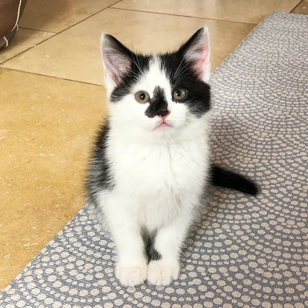 ルイーズ・ペントランドさんのインスタグラム写真 - (ルイーズ・ペントランドInstagram)「Cosmo. Likes climbing up shins using his claws as tiny pick axes. Likes food. Does not like hoovering. 💖🐈💖」3月26日 18時15分 - louisepentland