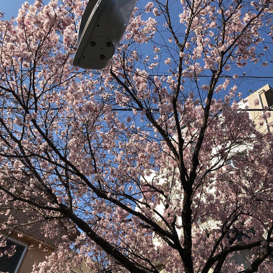 のインスタグラム：「桜を求めてあちこちと。 #高円寺 #中野セントラルパーク #中野通り #哲学堂公園 #中野」