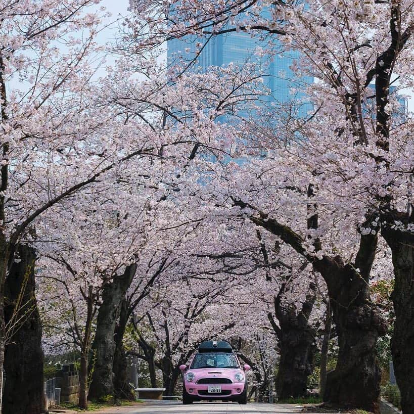 The Peninsula Tokyo/ザ・ペニンシュラ東京さんのインスタグラム写真 - (The Peninsula Tokyo/ザ・ペニンシュラ東京Instagram)「美しい桜の季節がやってきました。🌸桜のラッピングが施されたMINIクーパーSクラブマンで都内の桜鑑賞ツアーにでかけてみませんか。宿泊ゲストのお客さまへ期間限定にてご用意しております！皆さま、ぜひ当ホテルを訪れて、 #peninsulatokyolovessakura のハッシュタグと共に春の体験をシェアしてください♪⠀ ⠀ Who else would love to hunt for sakura blossoms in our very own customised pink MINI Cooper S Clubman? 🌸Resident guests can take the Mini for a private tour to all the best destinations to see the iconic cherry blossoms. Share your photos with us using our hashtag #peninsulatokyolovessakura for your chance to win limited sakura-themed prizes from the hotel! 😊」3月26日 18時22分 - thepeninsulatokyo