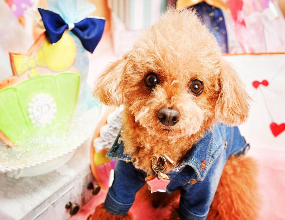 日々野真理さんのインスタグラム写真 - (日々野真理Instagram)「ここあ💕 ・ #トイプードル #愛犬 #モデル犬 #toypoodle  #いぬすたぐらむ」3月26日 18時26分 - marihibino1031
