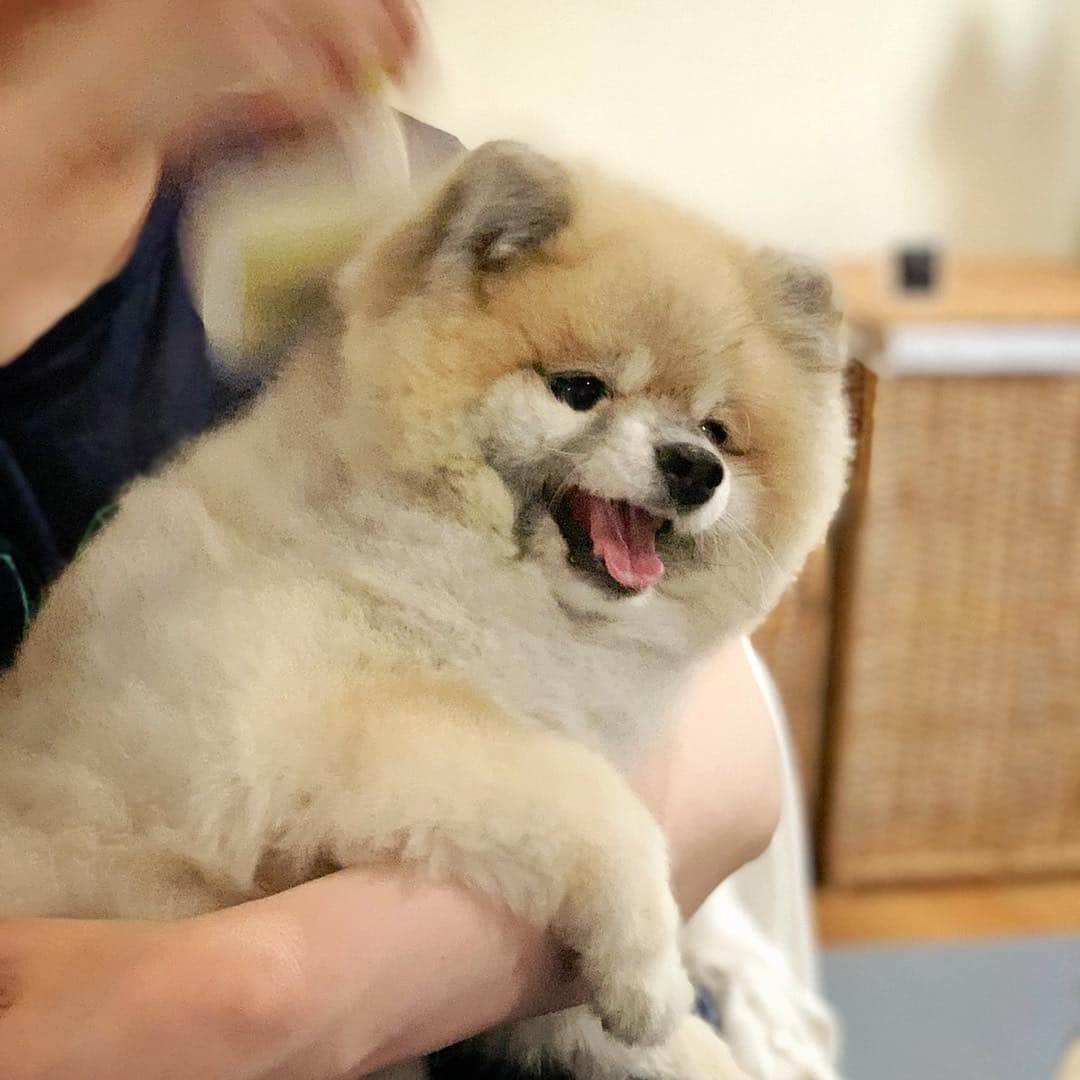 Ella Chuffyさんのインスタグラム写真 - (Ella ChuffyInstagram)「That..that’s the spot. Keep brushing...This feels so good. . . . . . . . . #ellachuffy #pet #petstagram #pomeranianpage #pomeraniansofinstagram #teacuppoms #cutedogs #pomeranian_lovers #pomeranianlife #pomeranianworld #teddybeardog #pomeranian #puppylove #aplacetolovedogs #dogoftheday #justpomeranians #fluffypack #dogoftheday #anmlsposts #thedailypompom #picoftheday #iflmdog #犬 #狗 #everydaydoglover #puppy #собаки #ポメラニアン」3月26日 18時32分 - missdiad