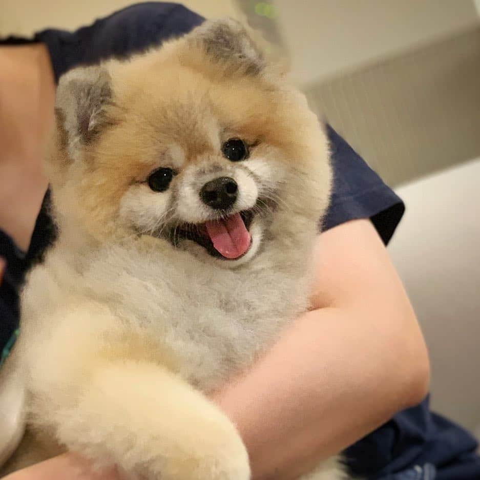 Ella Chuffyさんのインスタグラム写真 - (Ella ChuffyInstagram)「That..that’s the spot. Keep brushing...This feels so good. . . . . . . . . #ellachuffy #pet #petstagram #pomeranianpage #pomeraniansofinstagram #teacuppoms #cutedogs #pomeranian_lovers #pomeranianlife #pomeranianworld #teddybeardog #pomeranian #puppylove #aplacetolovedogs #dogoftheday #justpomeranians #fluffypack #dogoftheday #anmlsposts #thedailypompom #picoftheday #iflmdog #犬 #狗 #everydaydoglover #puppy #собаки #ポメラニアン」3月26日 18時32分 - missdiad